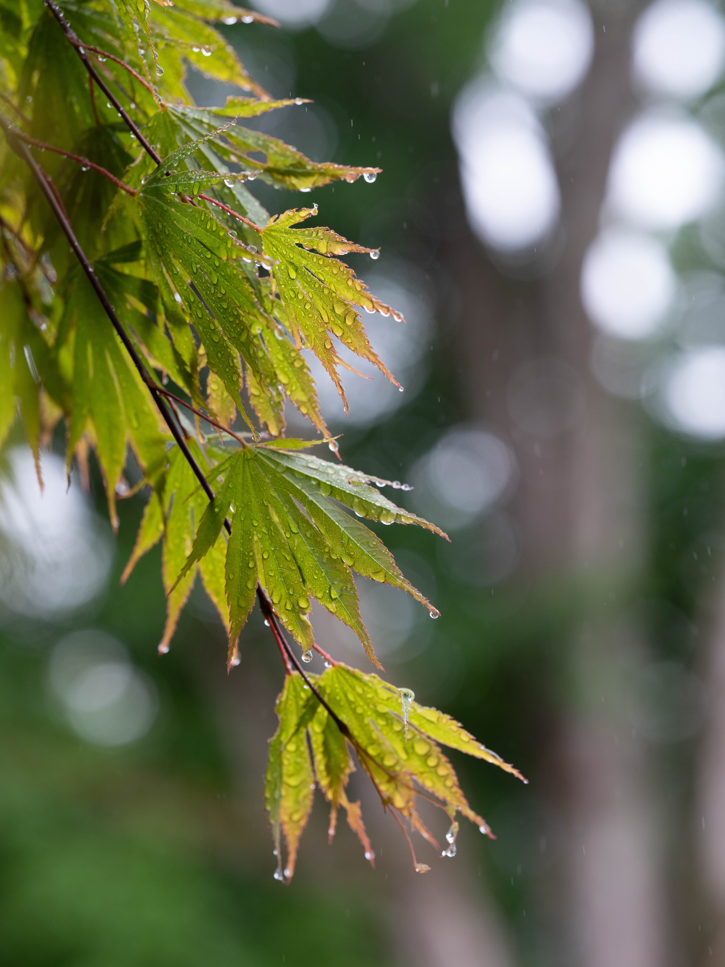 leaves, rain, drops, macro, wet, branch UHD