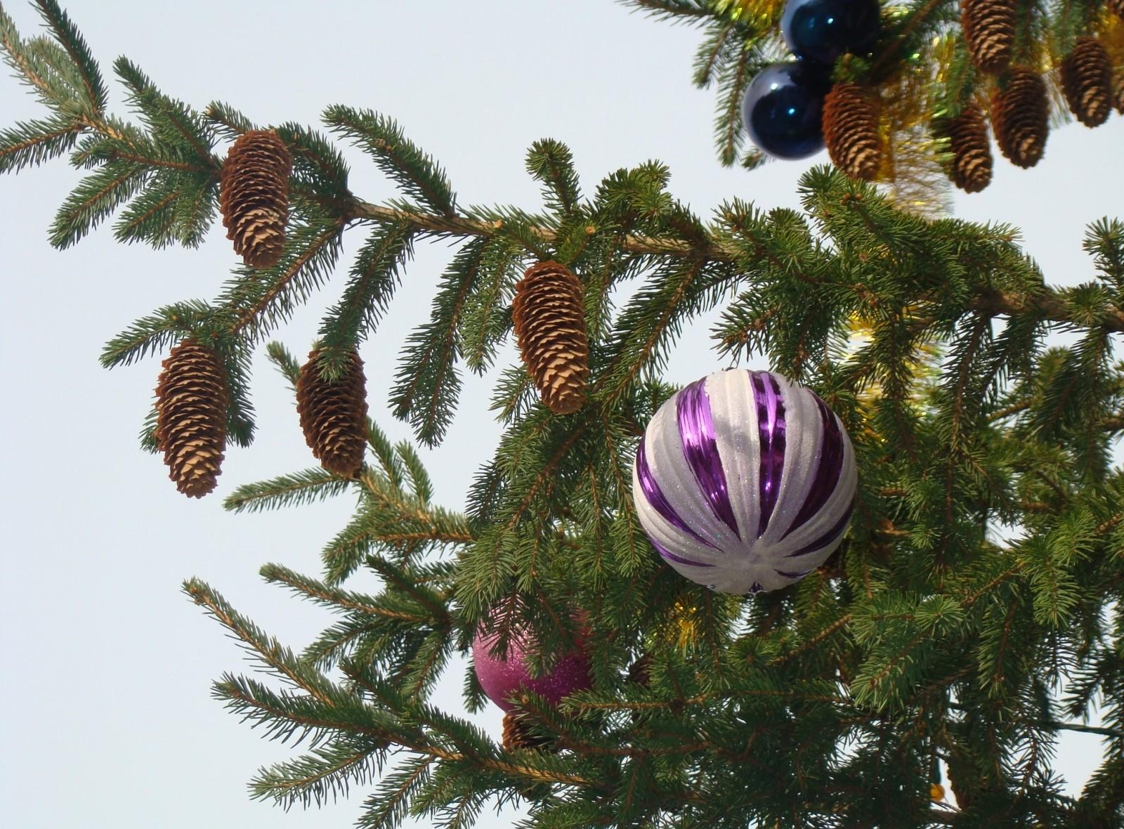 Phone Background christmas tree, holidays, needles, toys