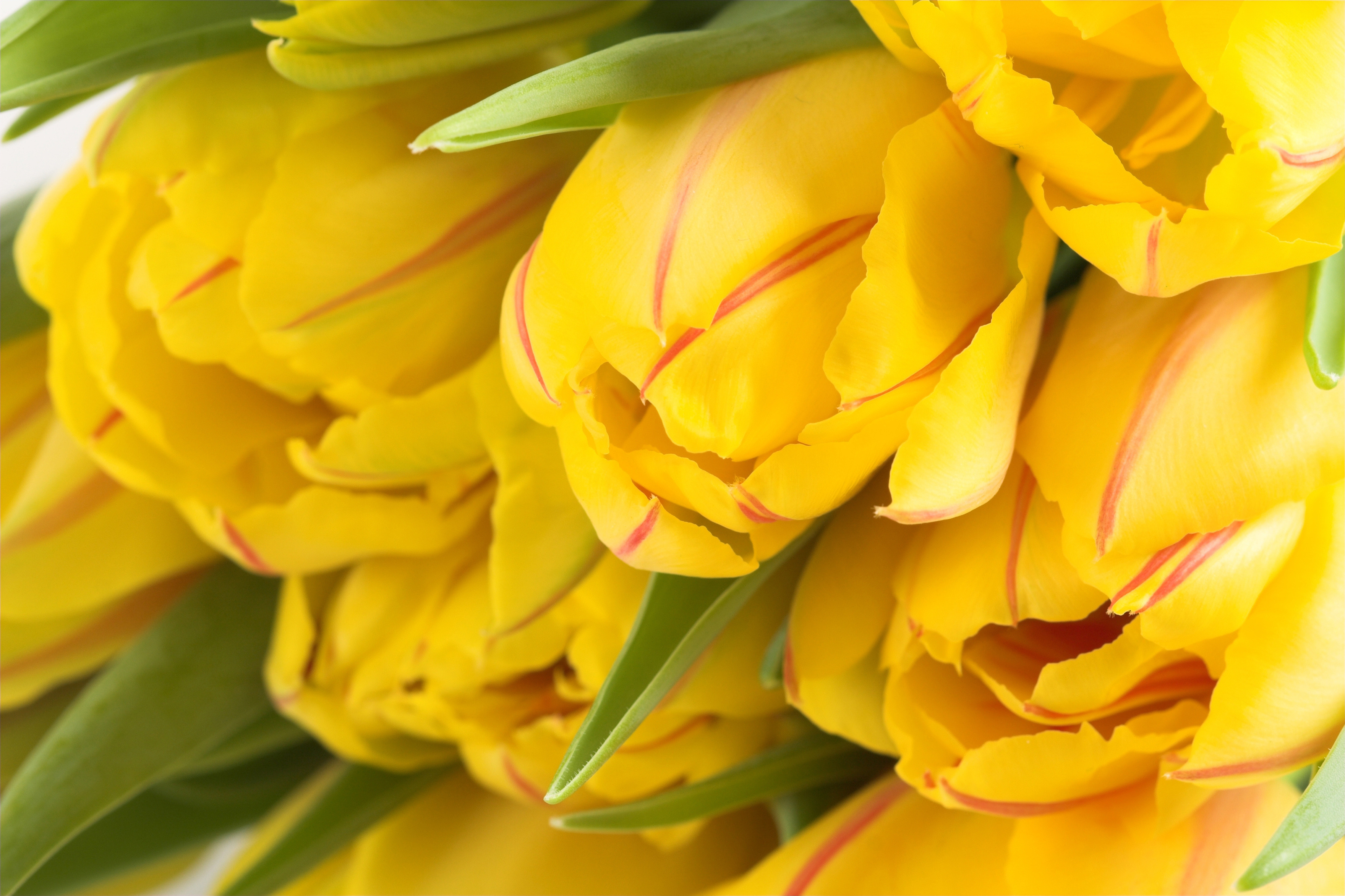 Yellow Flower  8k Backgrounds