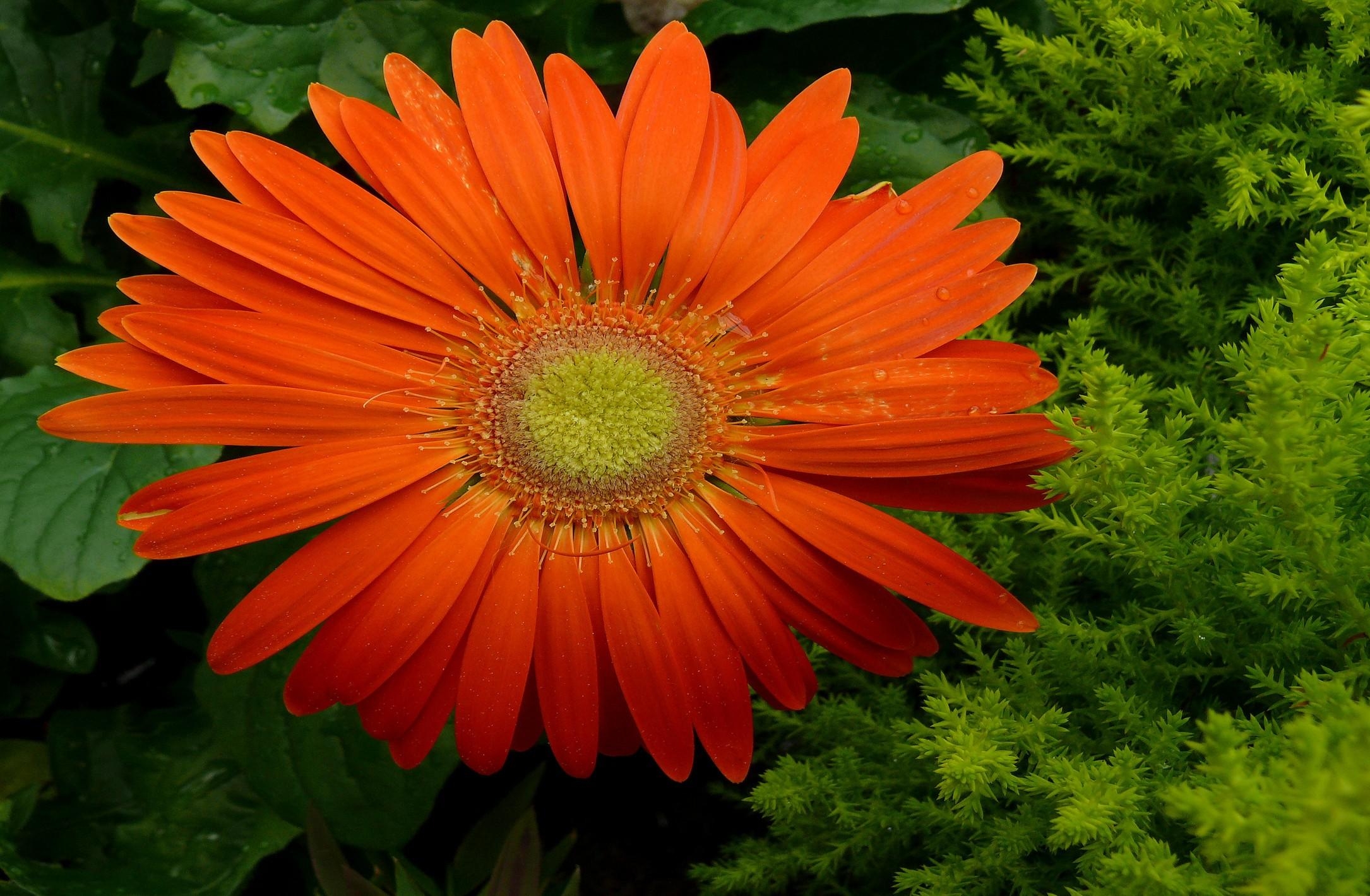 freshness, close-up, gerbera, drops Square Wallpapers