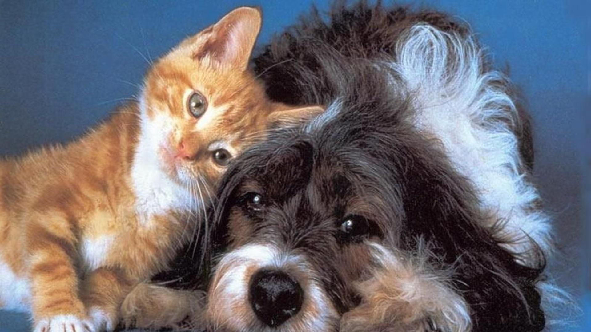 HD desktop wallpaper: Cat, Dog, Animal, Cat & Dog download free picture  #741391