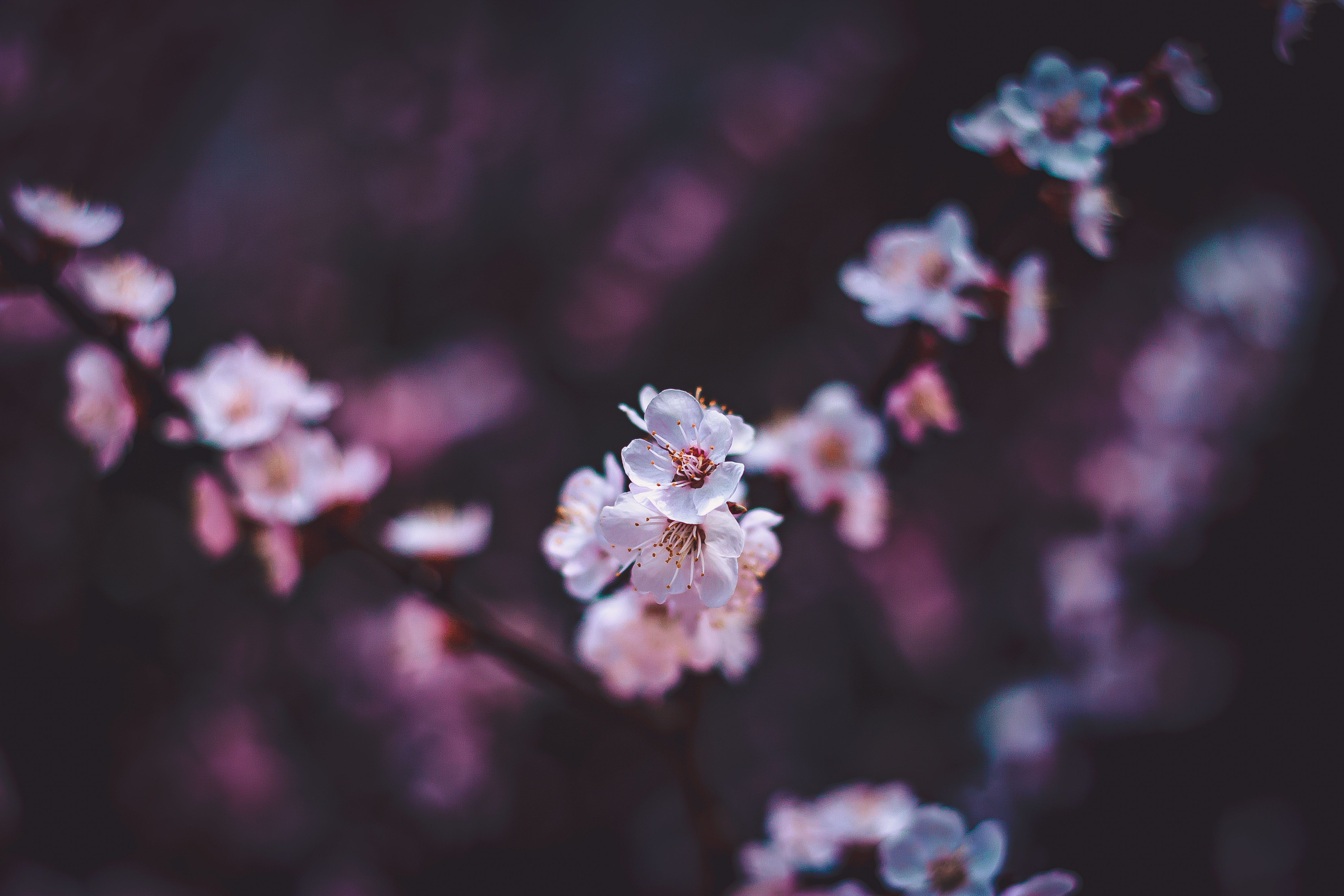flowers, bloom, macro, sakura 4K iPhone