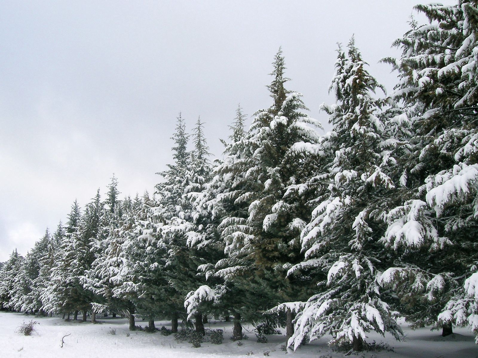 Handy-Wallpaper Winter, Natur, Bäume, Schnee, Aß, Aßen, Reihe, Zeile kostenlos herunterladen.