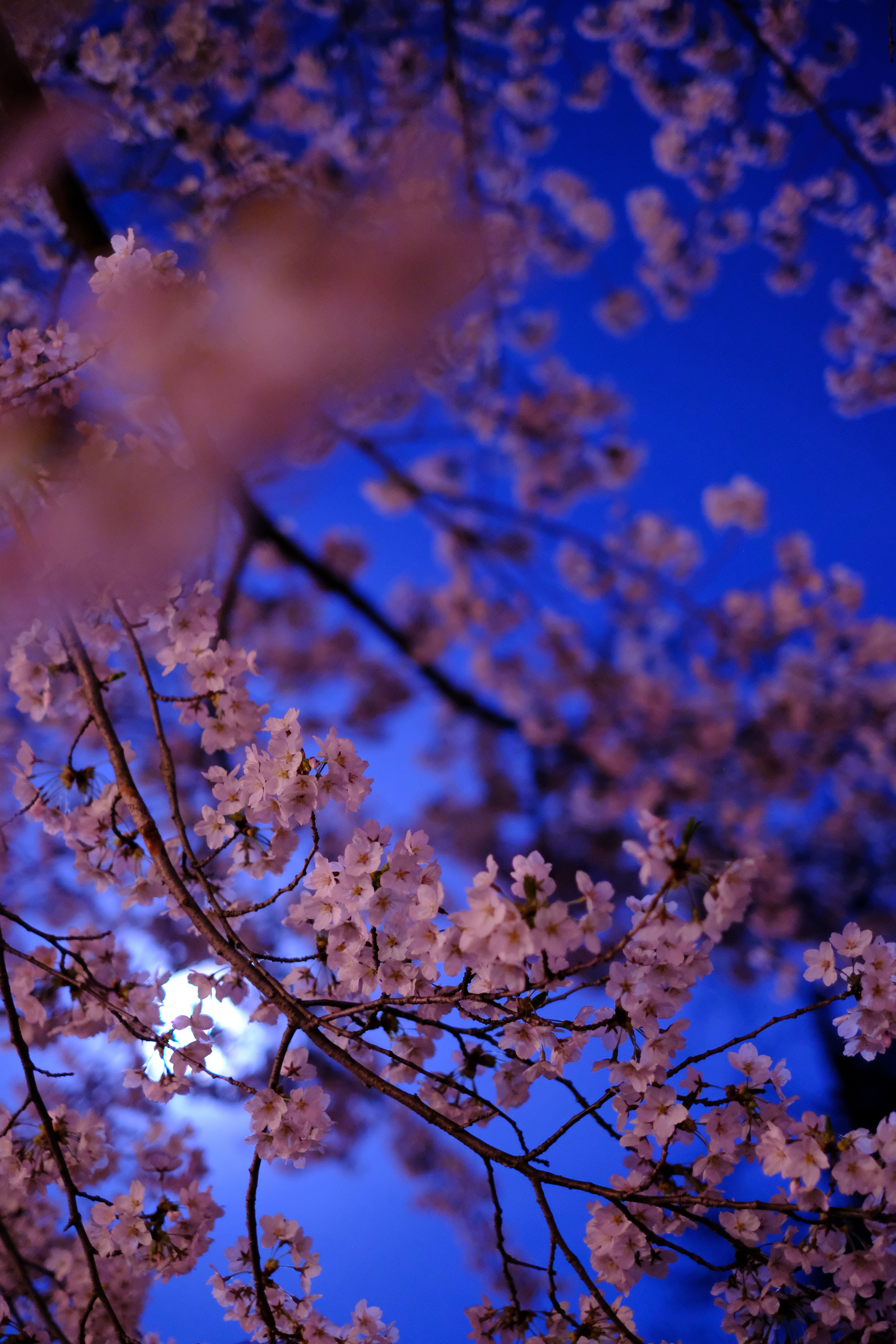 126728 Protetores de tela e papéis de parede Sakura em seu telefone. Baixe galho, floração, florescer, ramo fotos gratuitamente