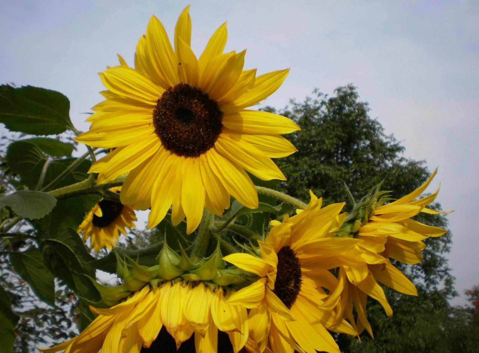 Laden Sie das Sonnenblumen, Blumen, Sky, Sommer, Holz, Baum, Ruhepause, Entspannung-Bild kostenlos auf Ihren PC-Desktop herunter