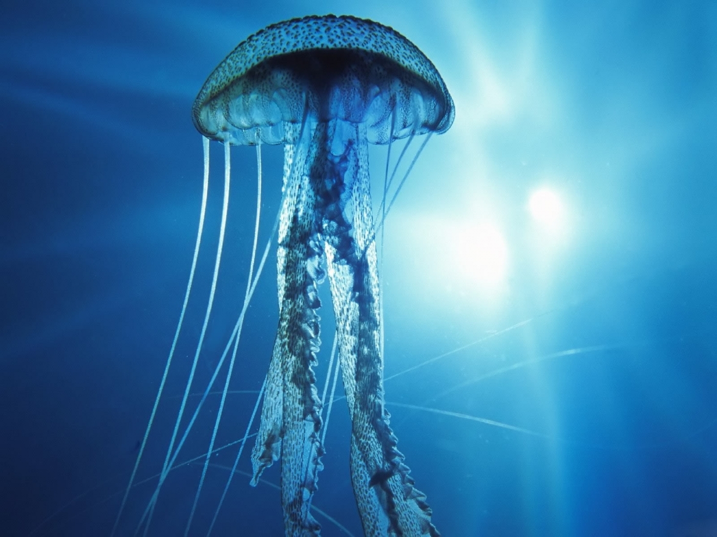 43907 Hintergrundbild herunterladen jellyfish, blau - Bildschirmschoner und Bilder kostenlos