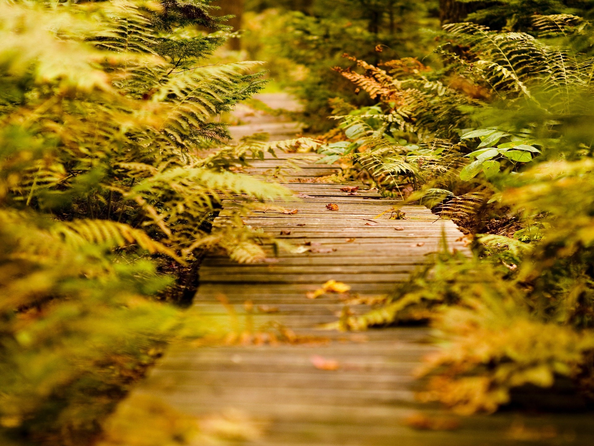 track, nature, leaves, autumn Phone Wallpaper