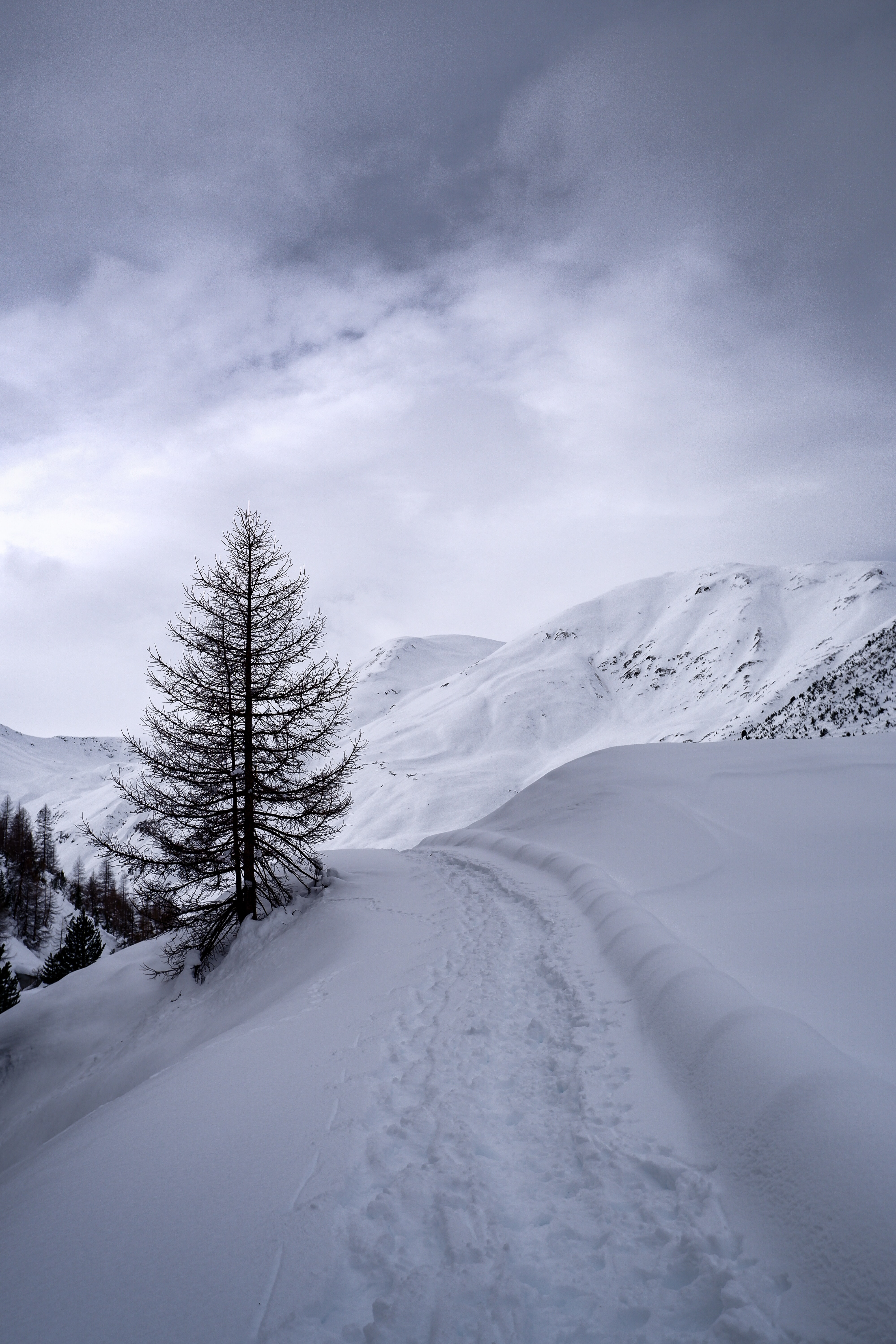 path, winter, nature, mountains, snow, wood, tree