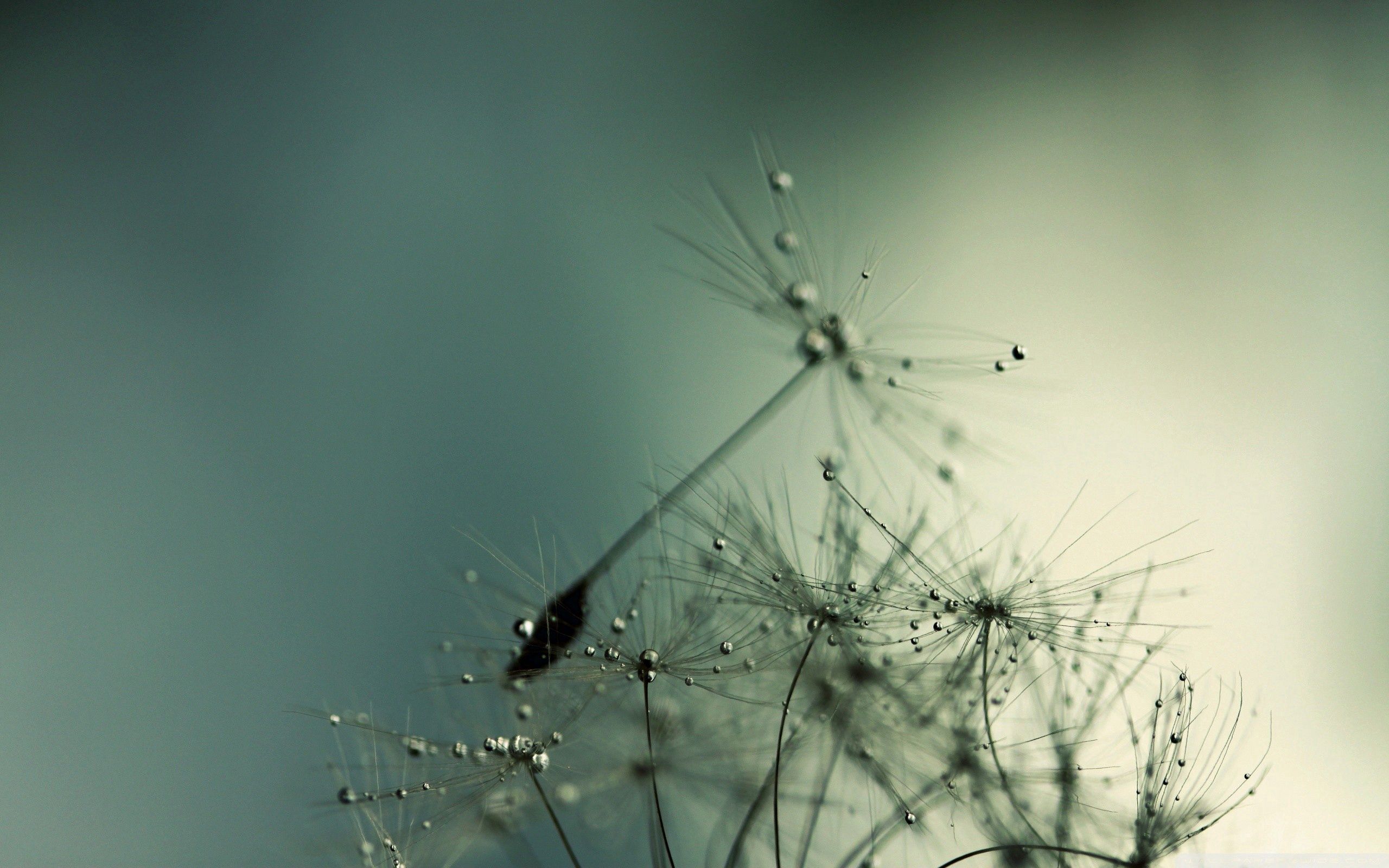 macro, dandelion, shadow, drops, seed, seeds Phone Background
