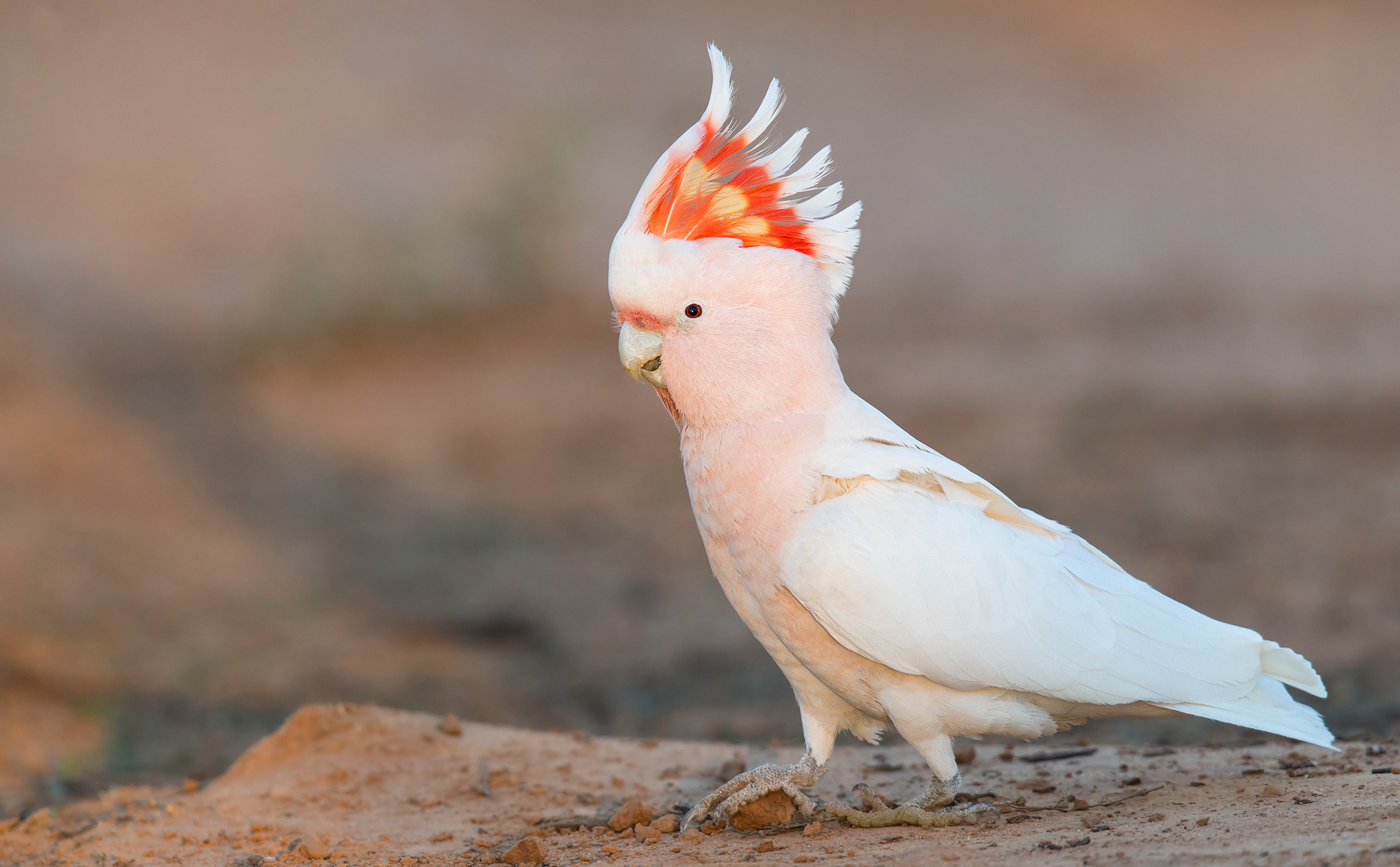 Попугай какаду фото разноцветный