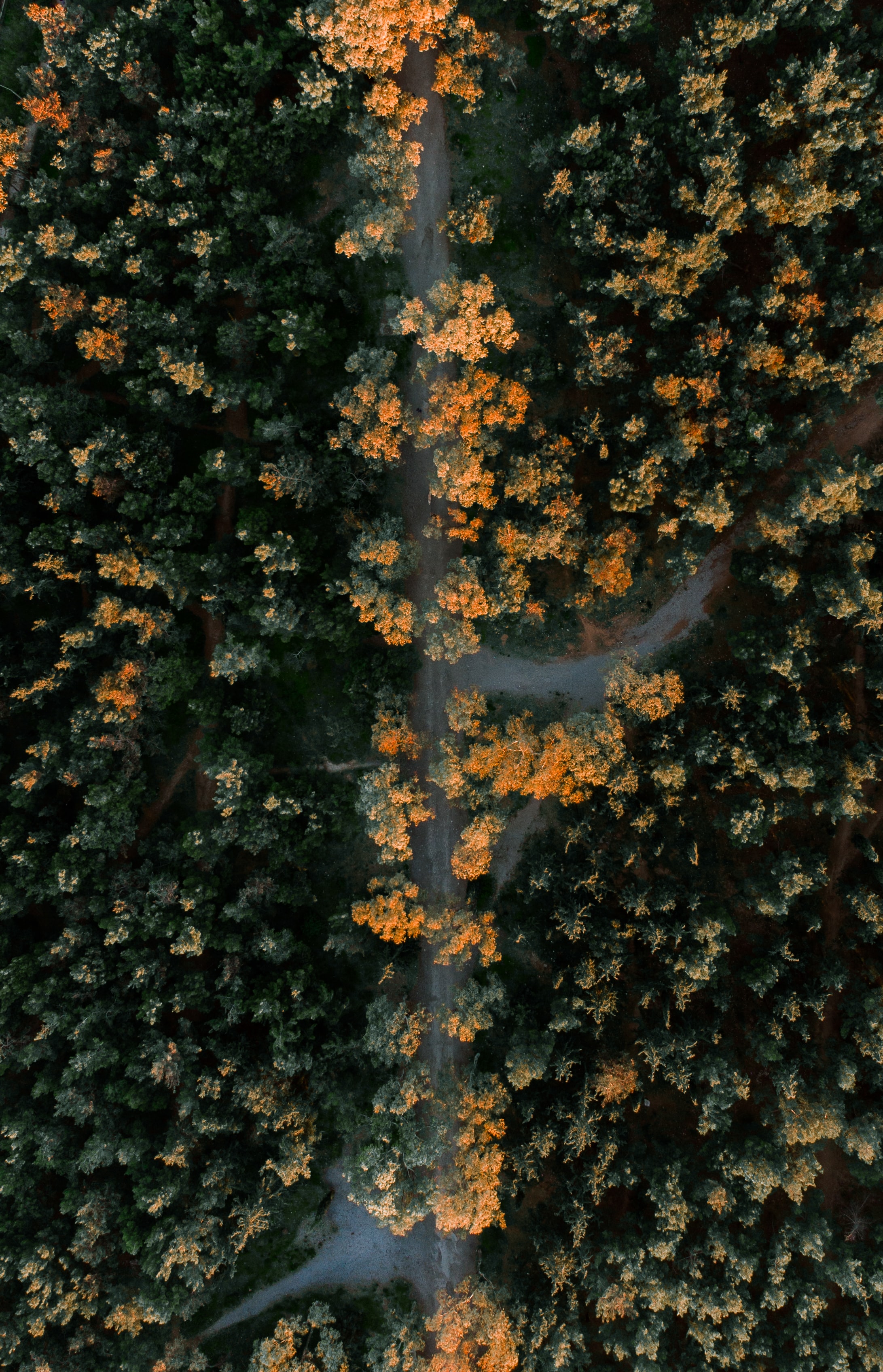 nature, trees, view from above, road, forest, review, overview, height HD wallpaper
