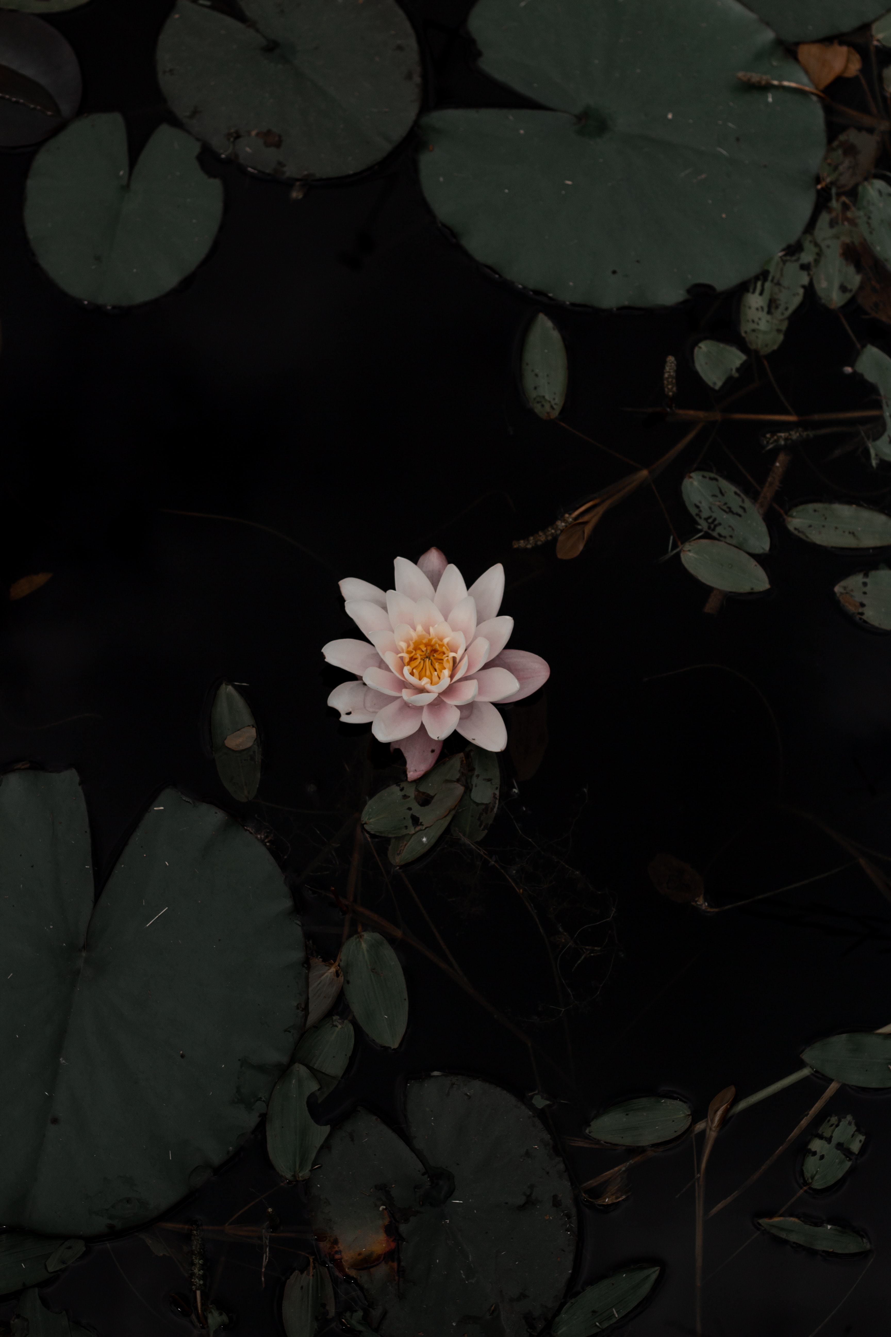 water lily, flowers, water, leaves, flower, basin High Definition image