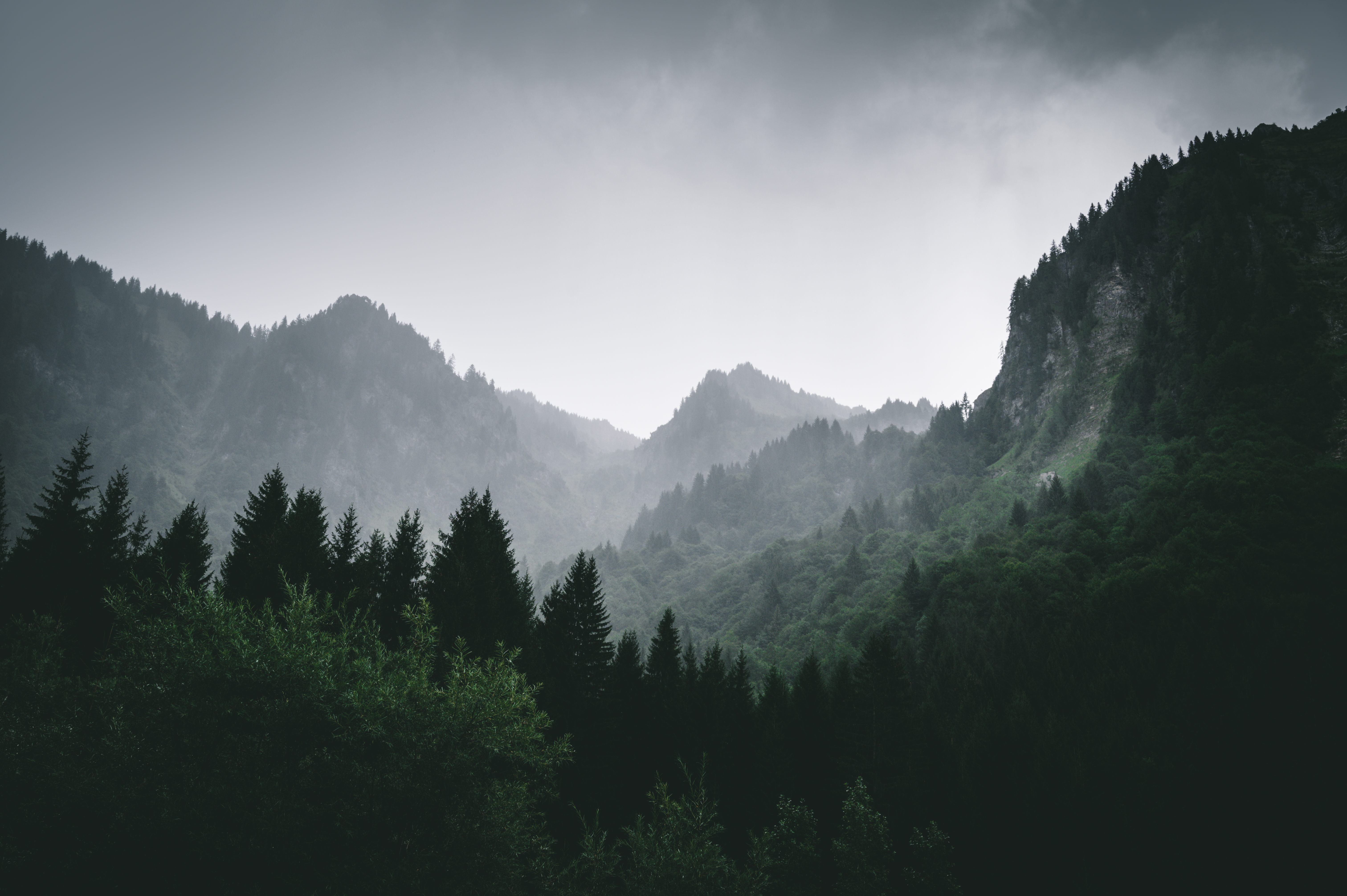 landscape, nature, mountains, forest, fog 8K