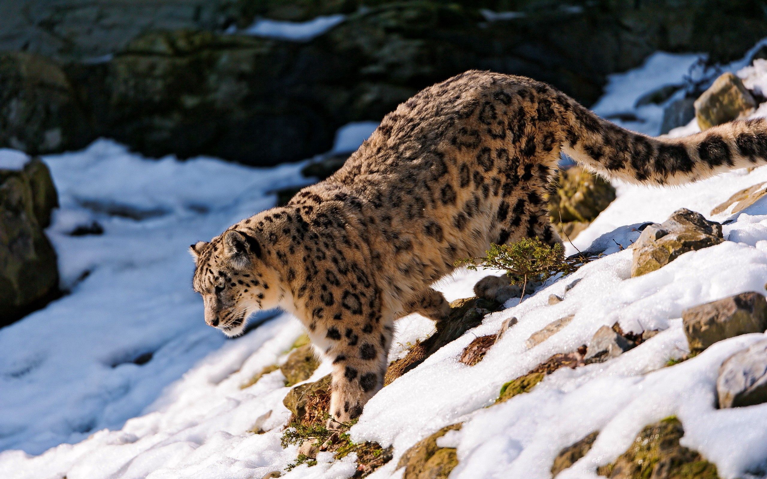 146828 économiseurs d'écran et fonds d'écran Snow Leopard sur votre téléphone. Téléchargez animaux, neige, élévation images gratuitement