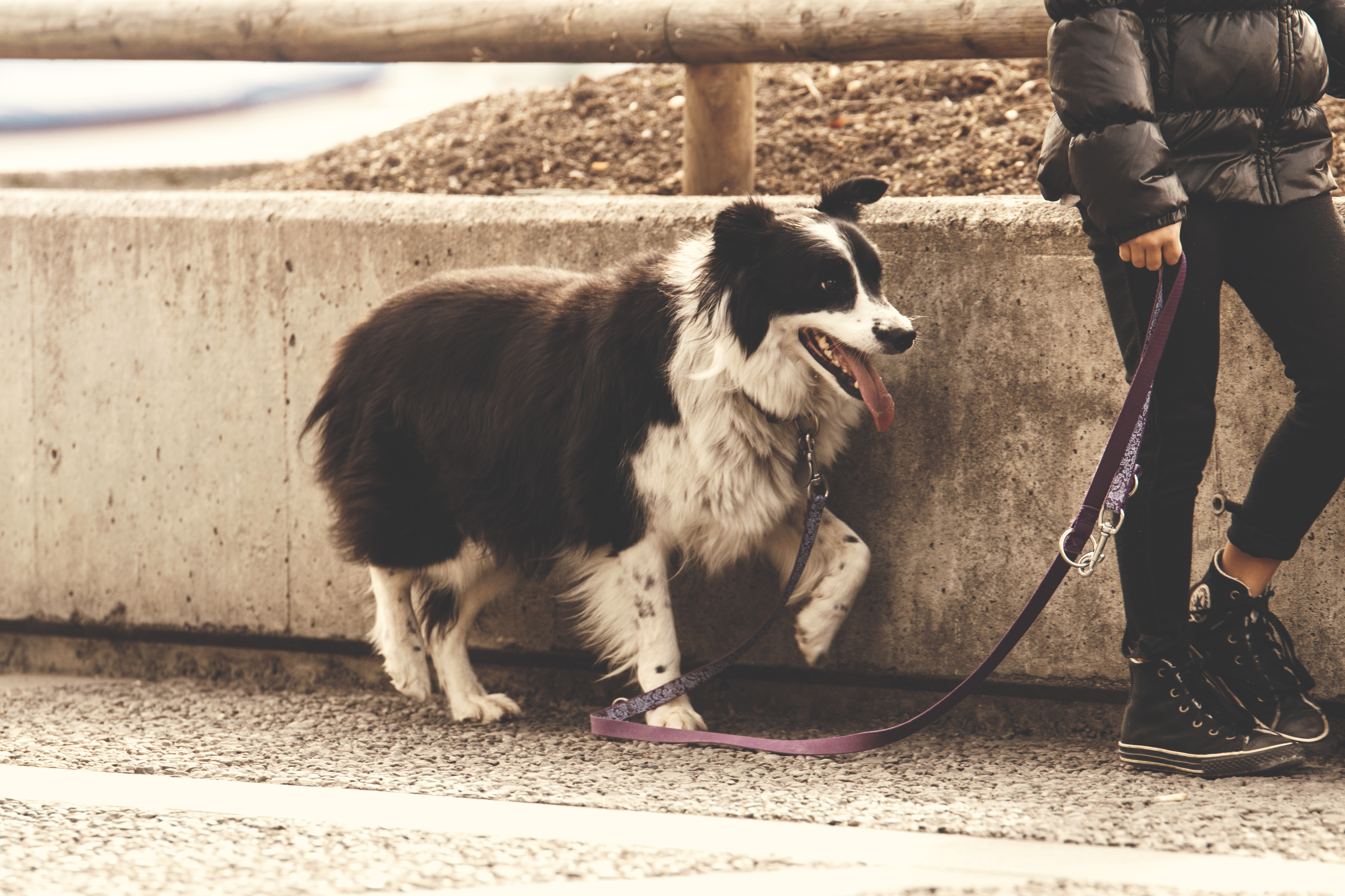 Handy-Wallpaper Tiere, Hund, Leine, Bummel, Spaziergang kostenlos herunterladen.