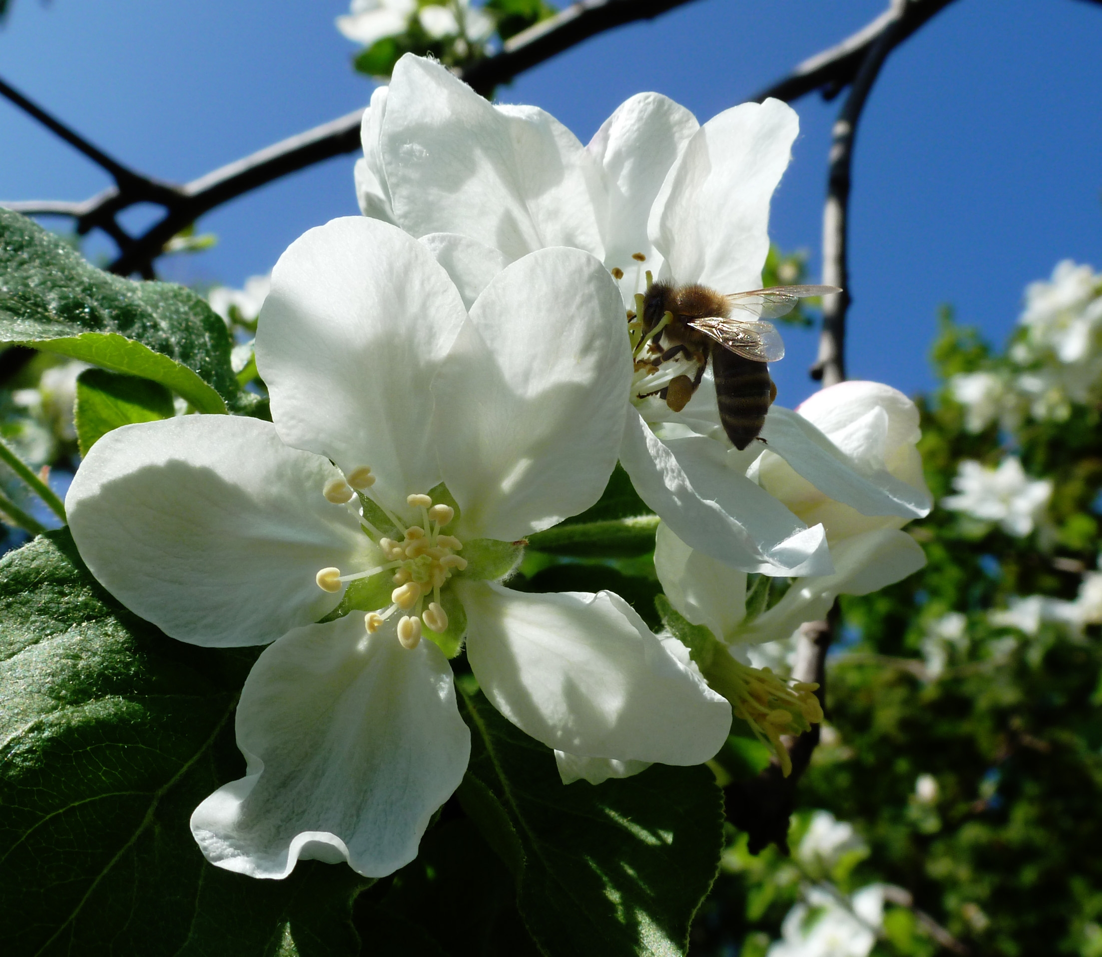 94582 скачать обои цветы, яблоня, харьков, май, макро, пчела - заставки и картинки бесплатно