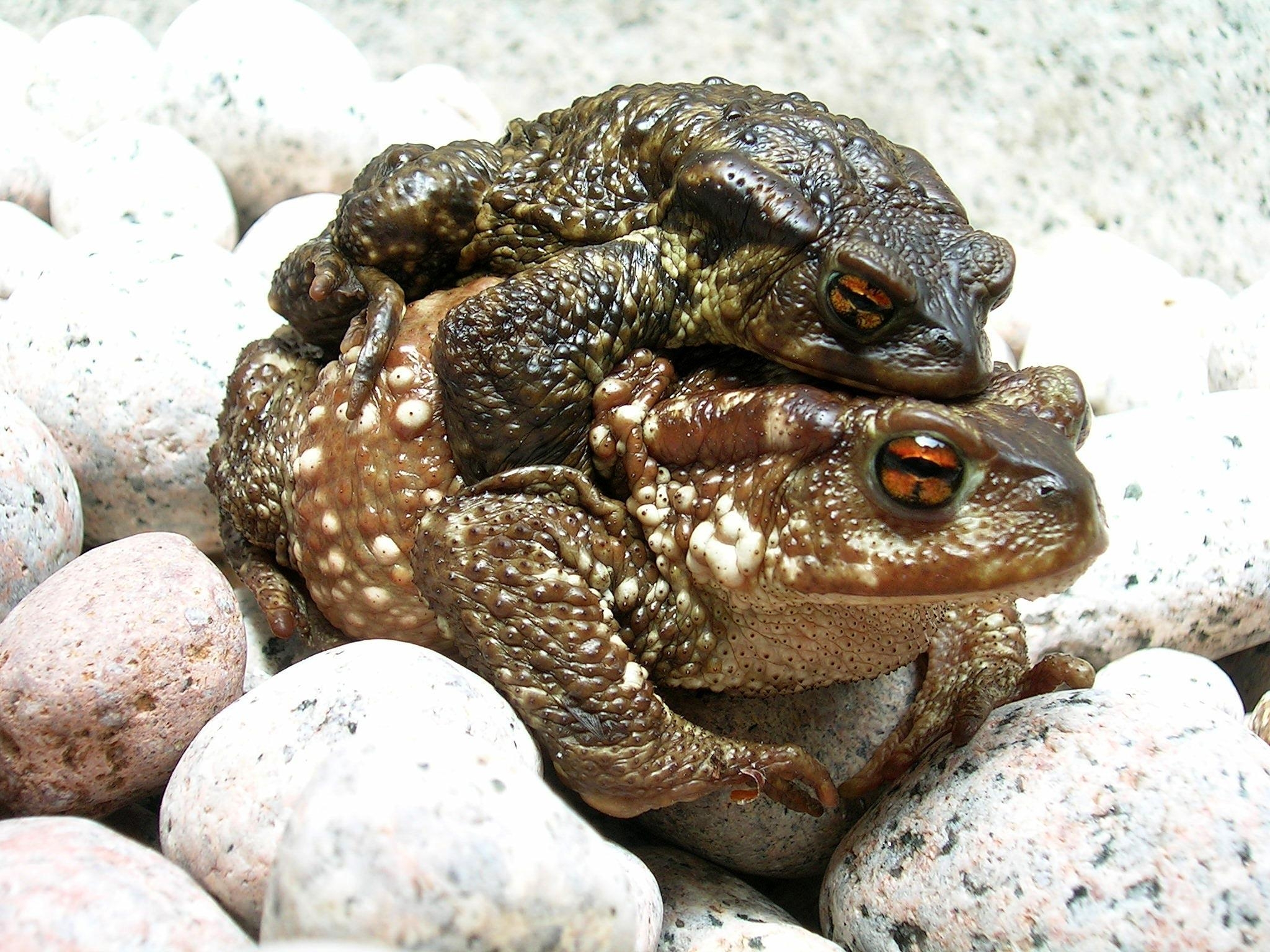 116770 Protetores de tela e papéis de parede Frogs em seu telefone. Baixe animais, pedras, frogs, casal, par fotos gratuitamente