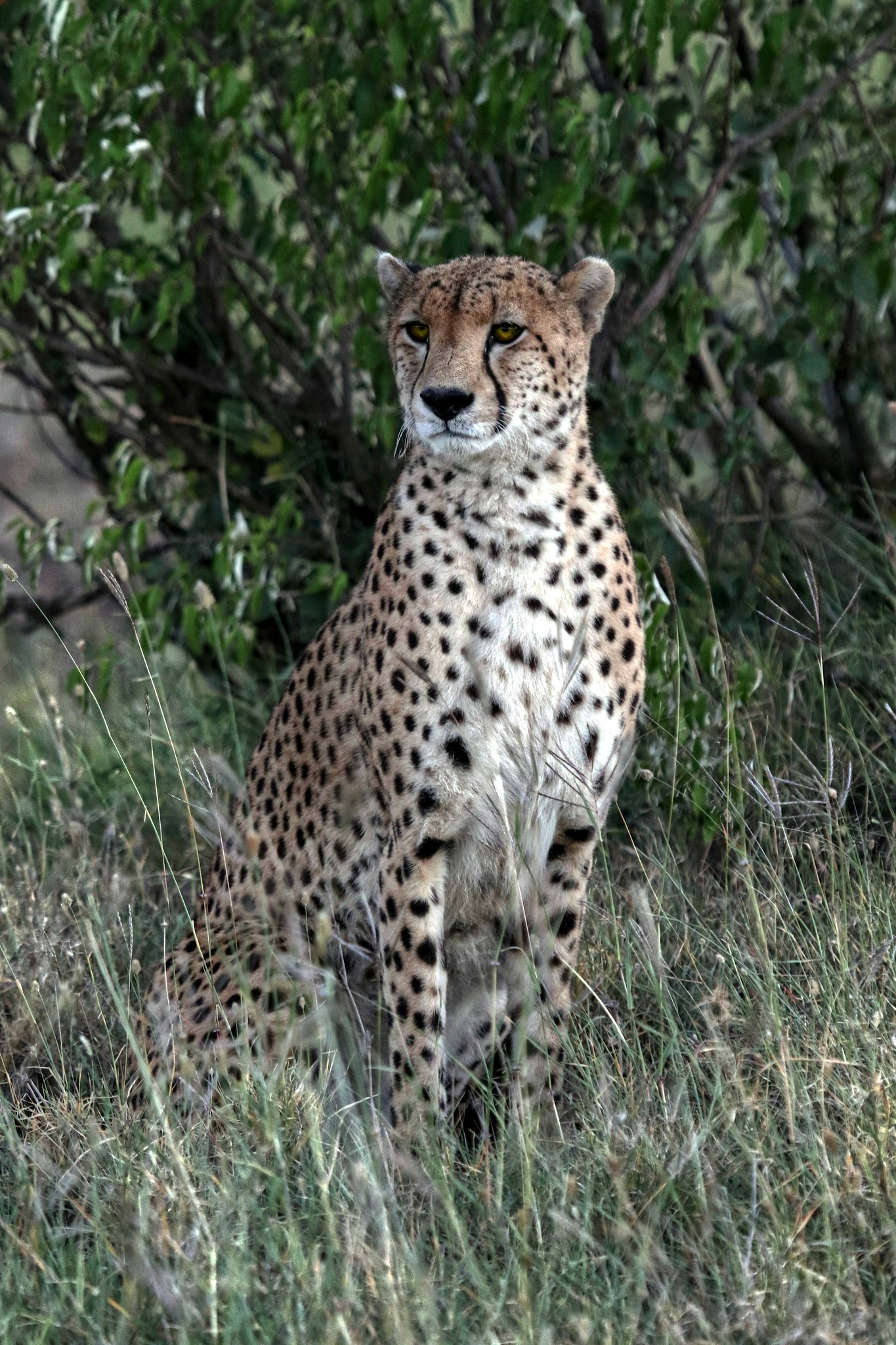 leopard, animals, grass, predator, big cat, stains, spots