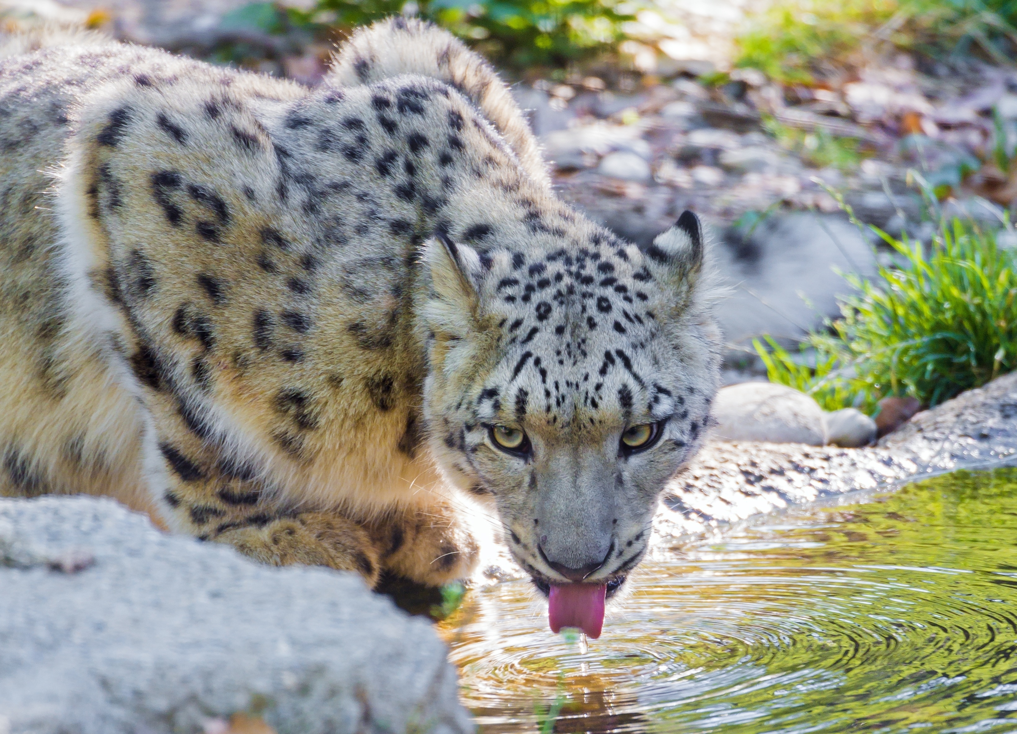 64245 download wallpaper snow leopard, animals, water, drink screensavers and pictures for free