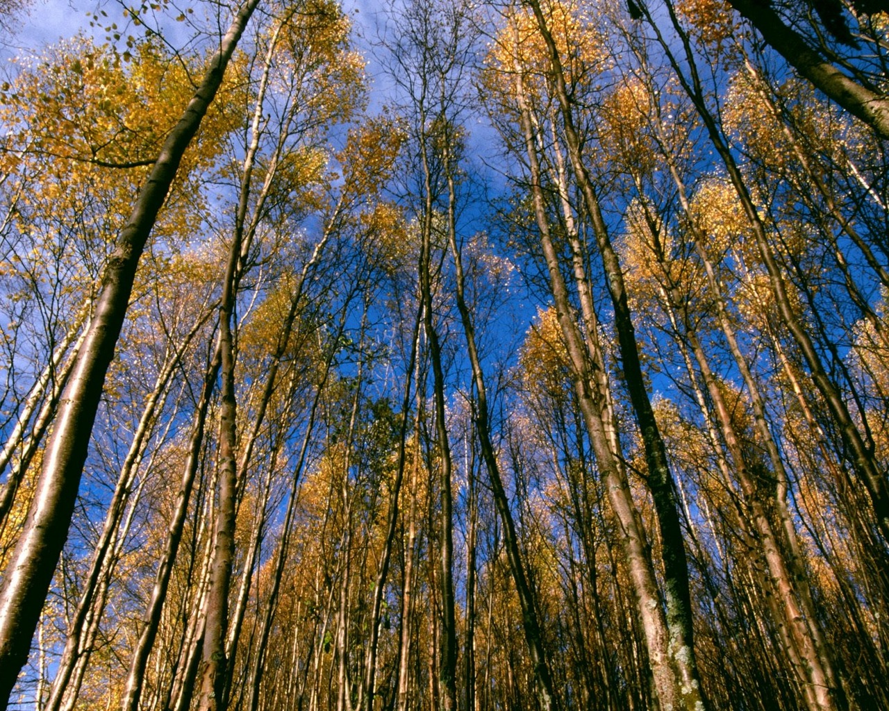 Макушки осенних деревьев