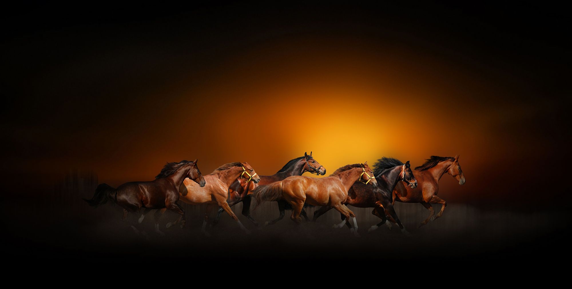 animal, horse, running, sunset