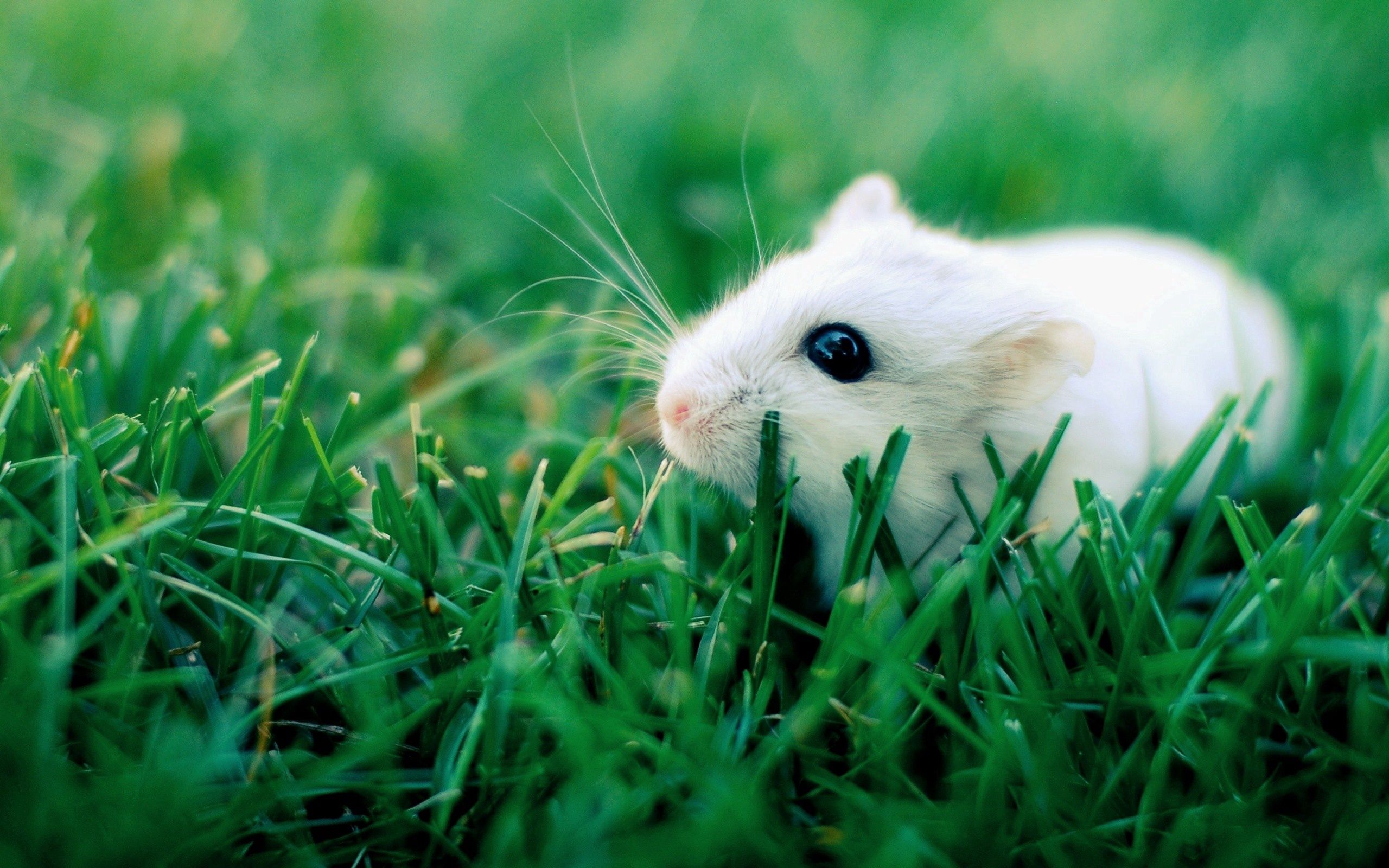Handy-Wallpaper Hamster, Tiere, Grass, Kriechen, Nagetier kostenlos herunterladen.