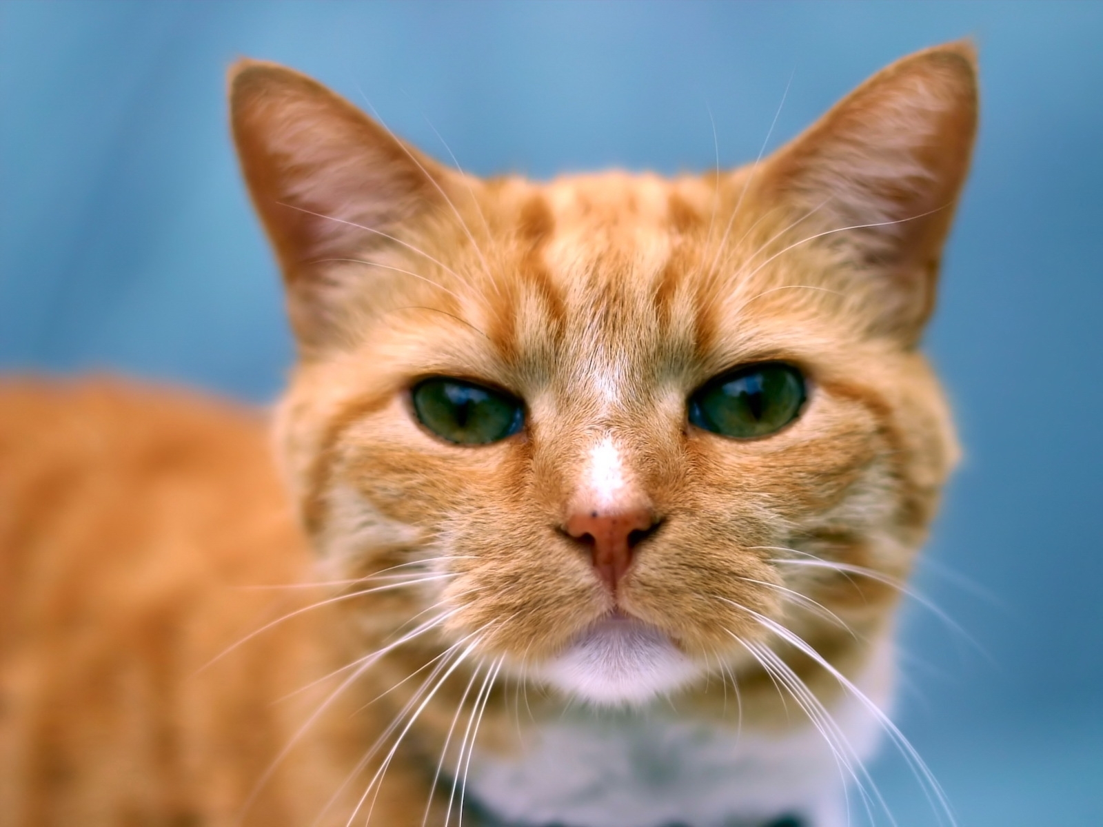 10768 Заставки и Обои Кошки (Коты, Котики) на телефон. Скачать оранжевые, животные картинки бесплатно