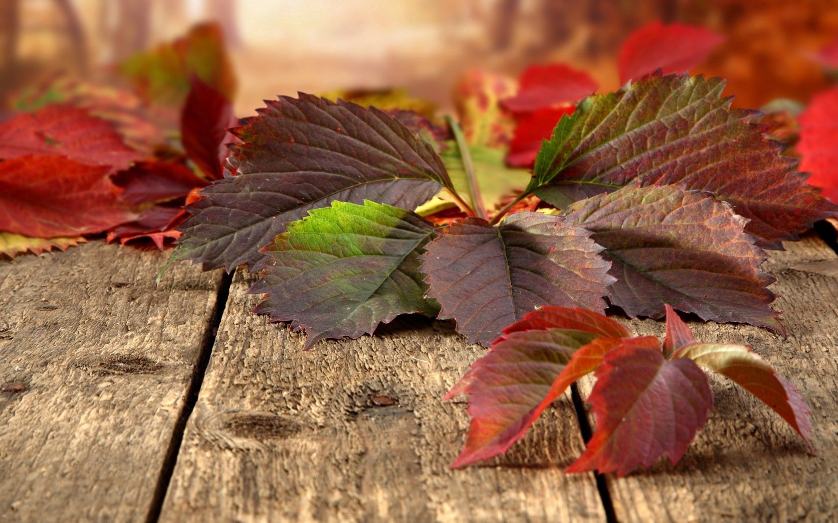 macro, nature, autumn, leaves Square Wallpapers