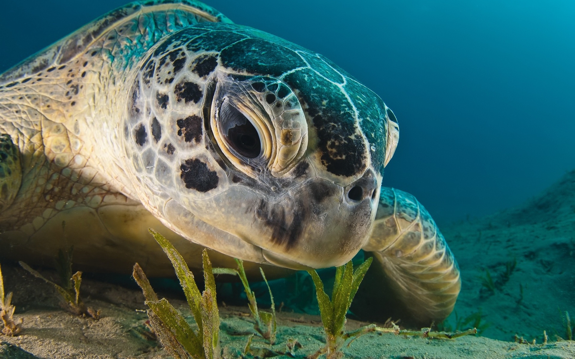 46588 Bild herunterladen tiere, turtles - Hintergrundbilder und Bildschirmschoner kostenlos