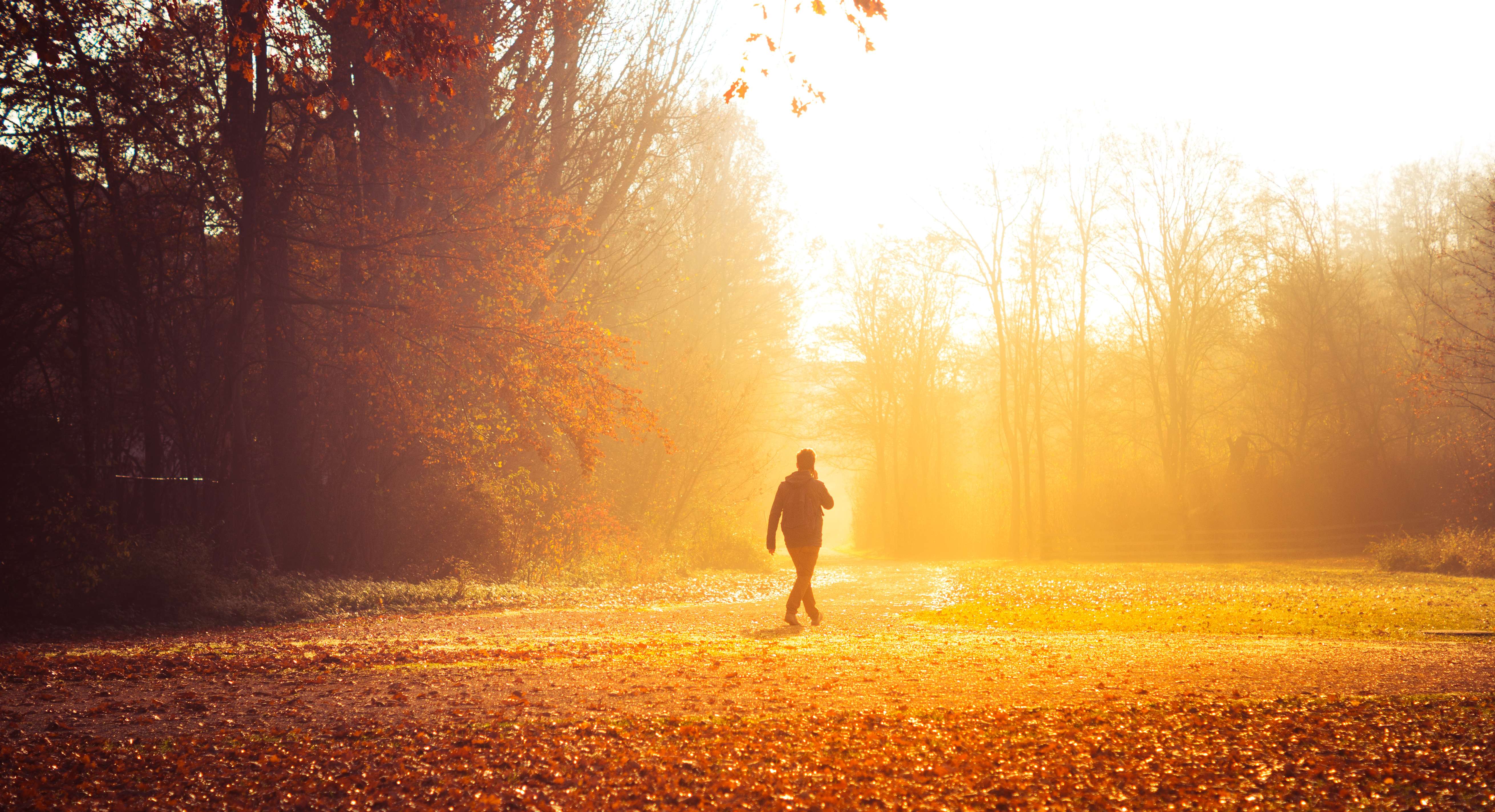 park, loneliness, sunlight, autumn Square Wallpapers