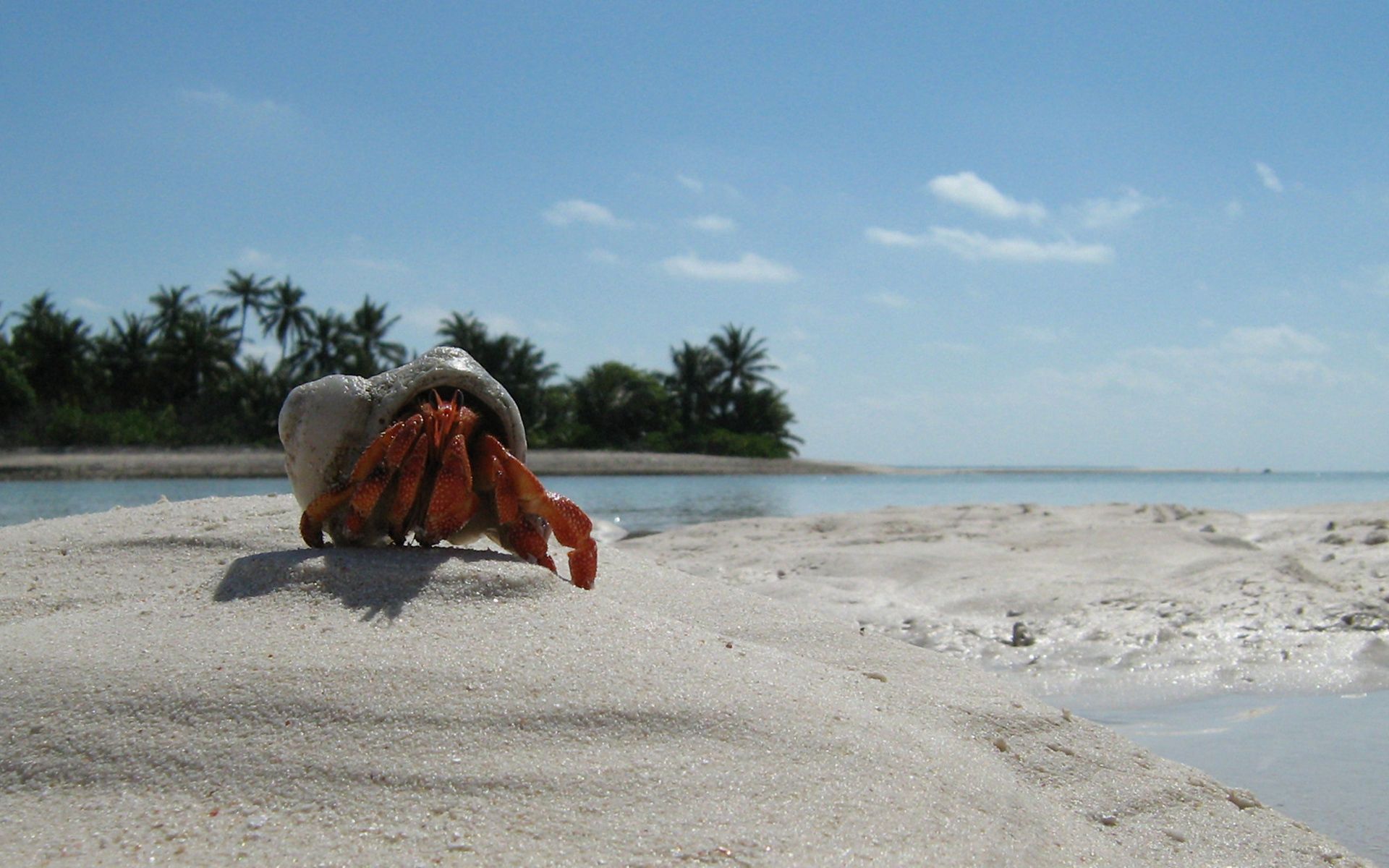 Phone Background crab, claws, beach, animals