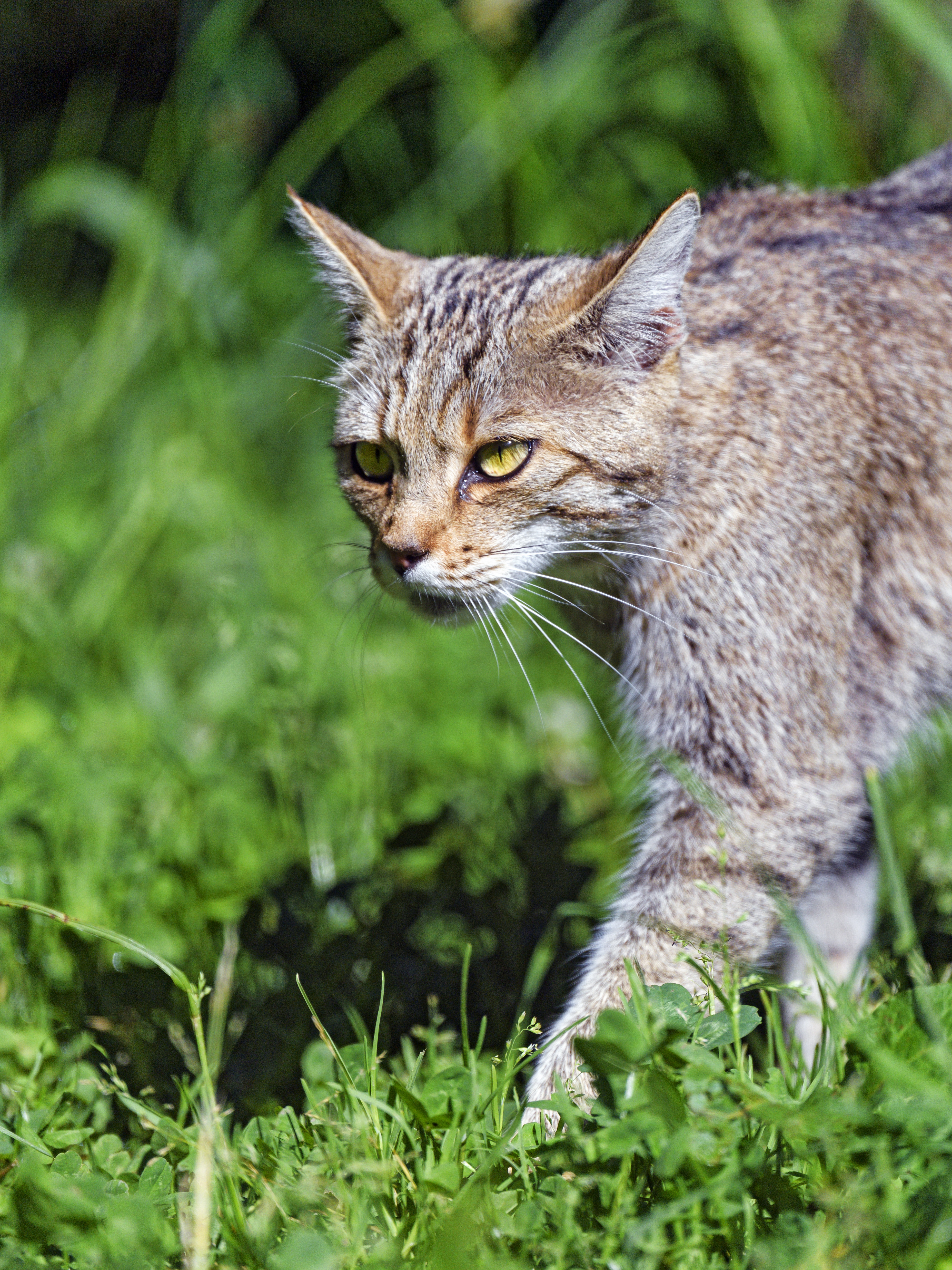 100927 Screensavers and Wallpapers Wild Cat for phone. Download animals, grass, cat, sight, opinion, wild cat, wildcat pictures for free