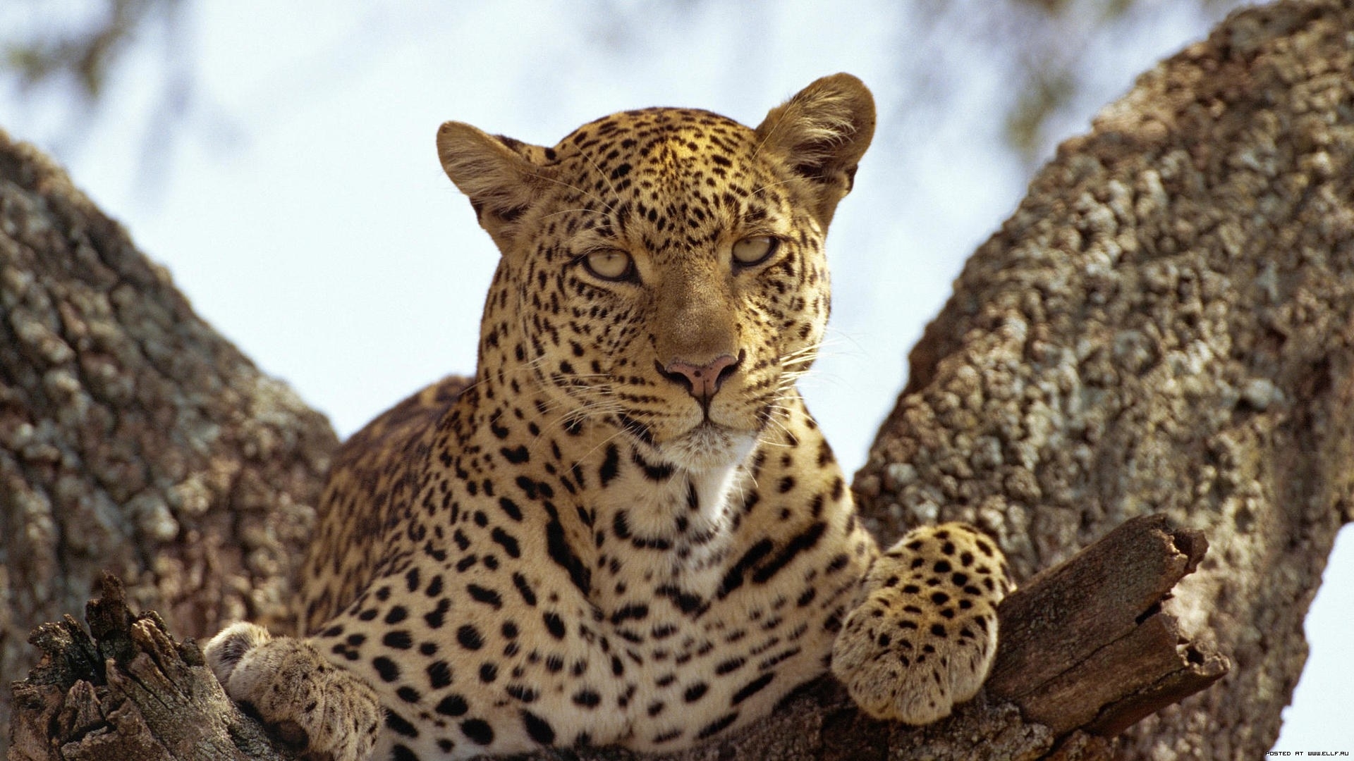 animals, leopards, orange QHD