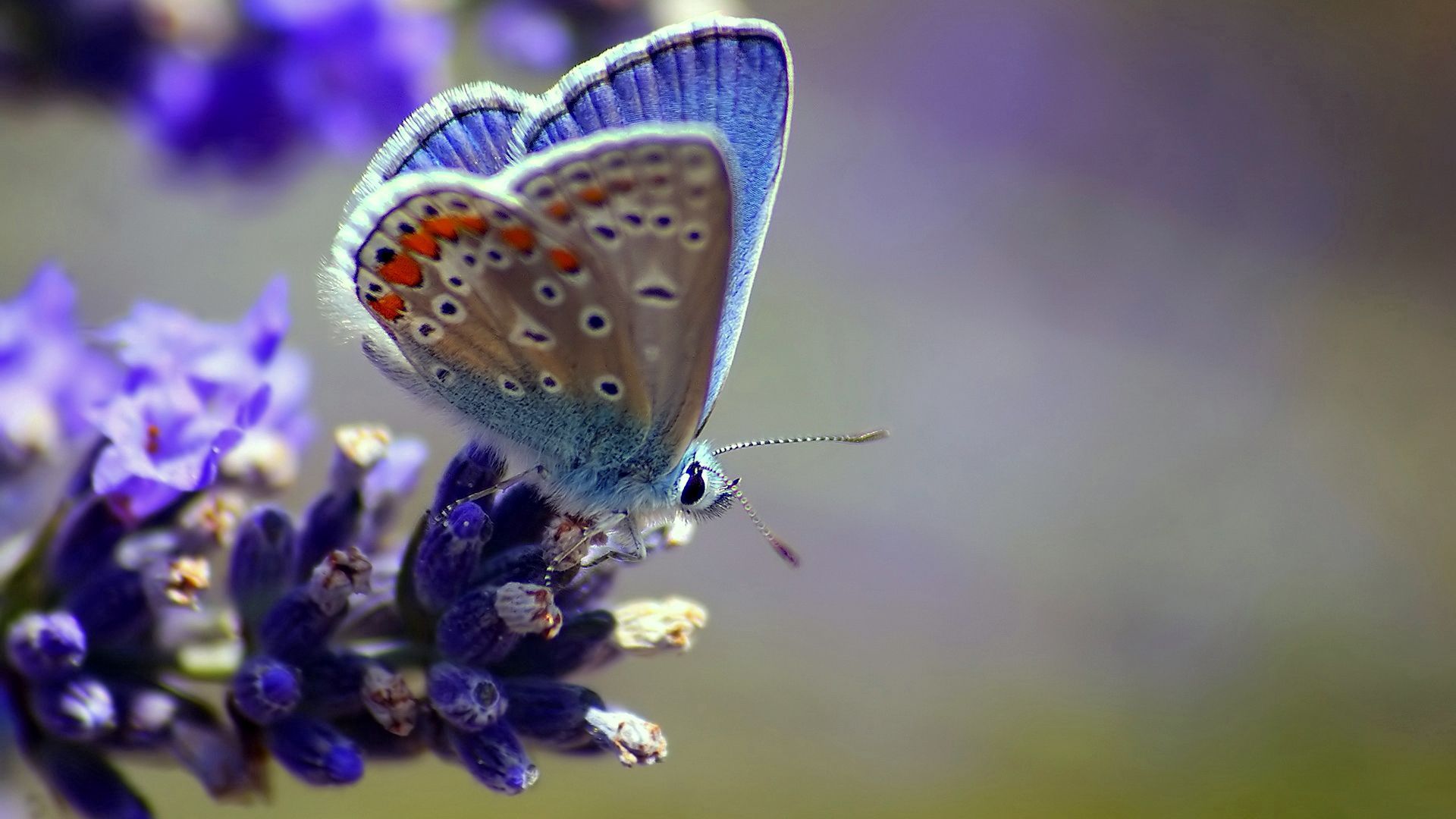 Laden Sie das Patterns, Blume, Makro, Schmetterling, Flügel-Bild kostenlos auf Ihren PC-Desktop herunter