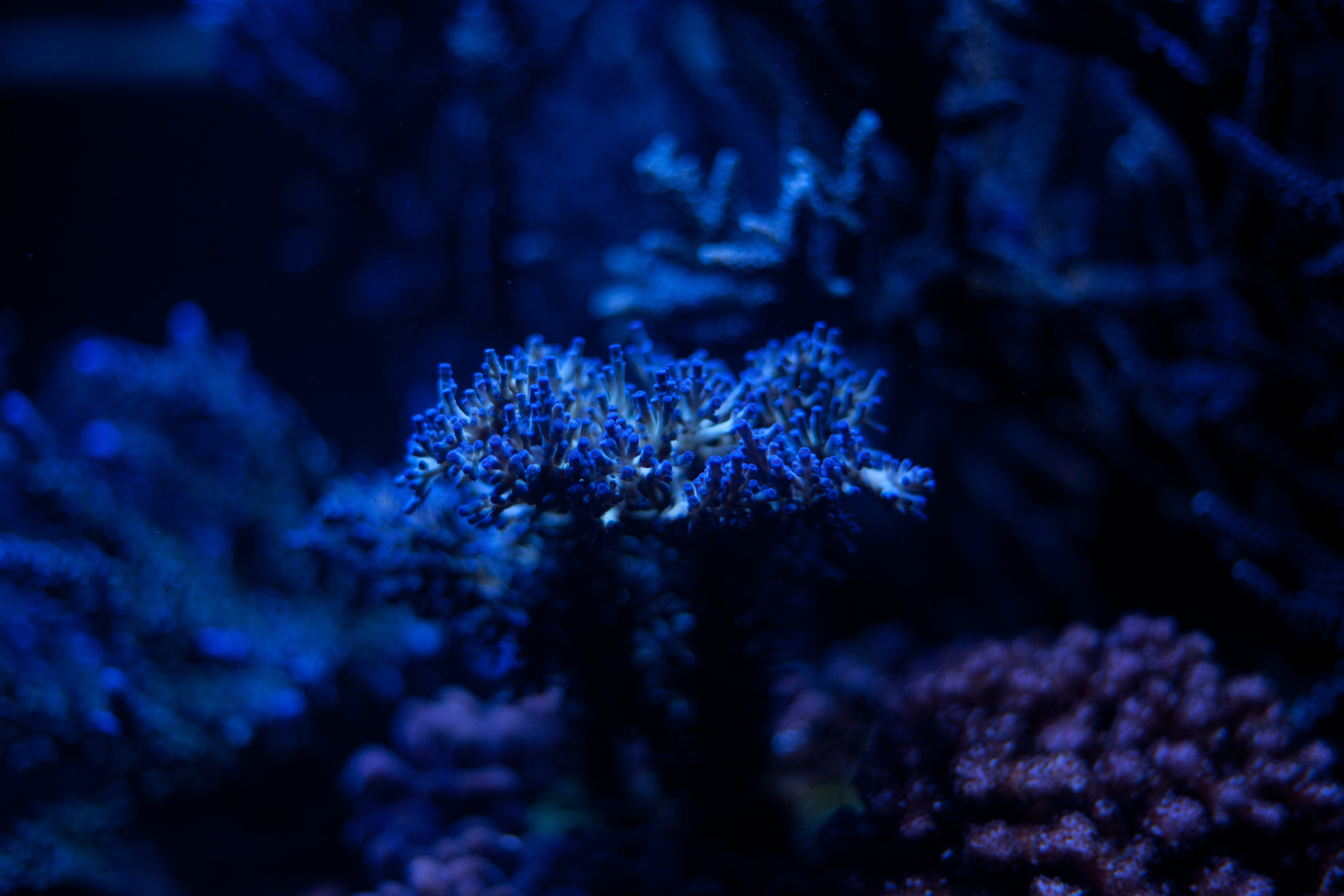 submarine, blue, plant, macro, depth, seaweed, algae, underwater for android