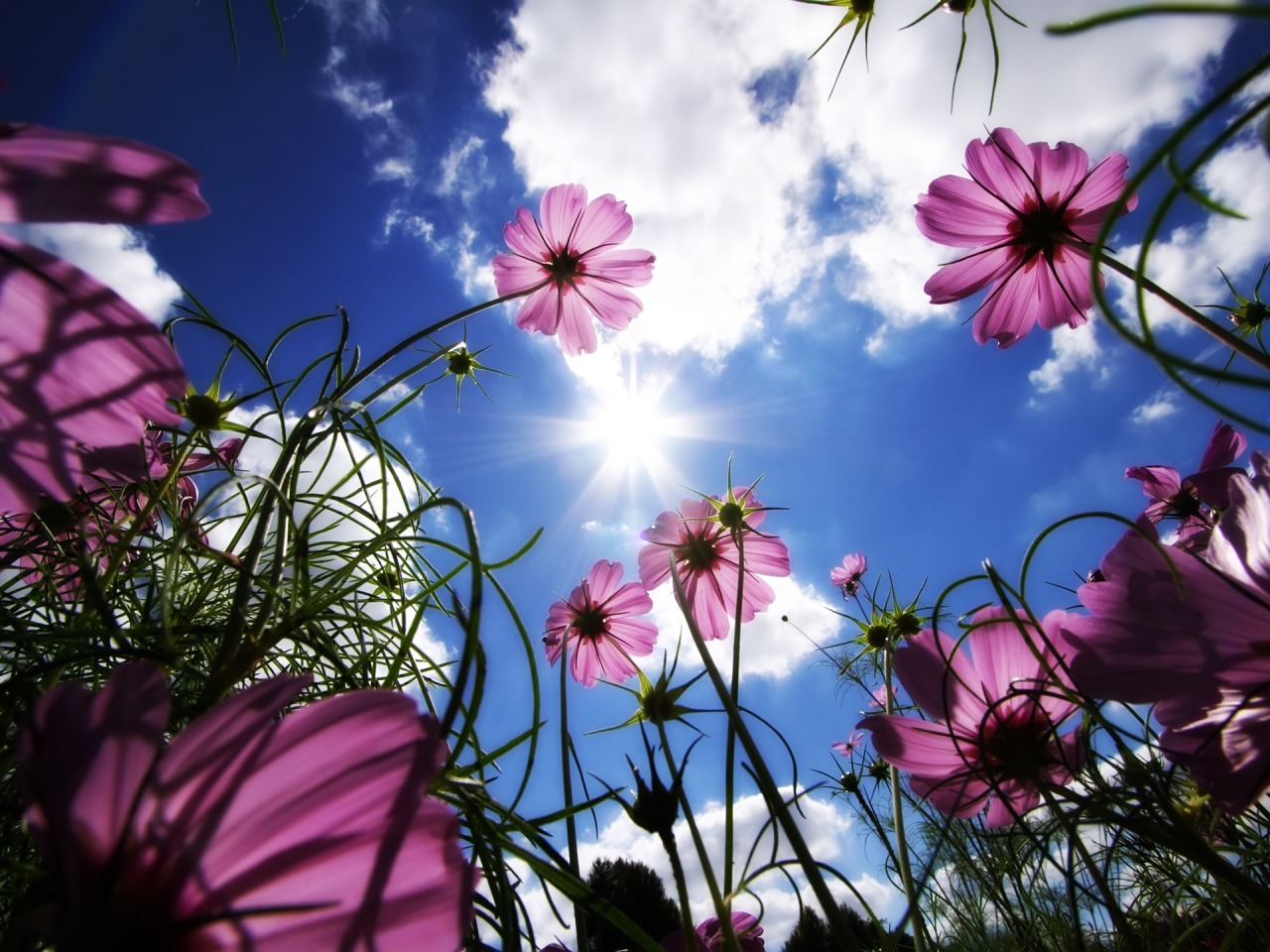 手機的1517856屏保和壁紙太阳。 免費下載 花, 波斯菊, 自然, 粉红色的花 圖片