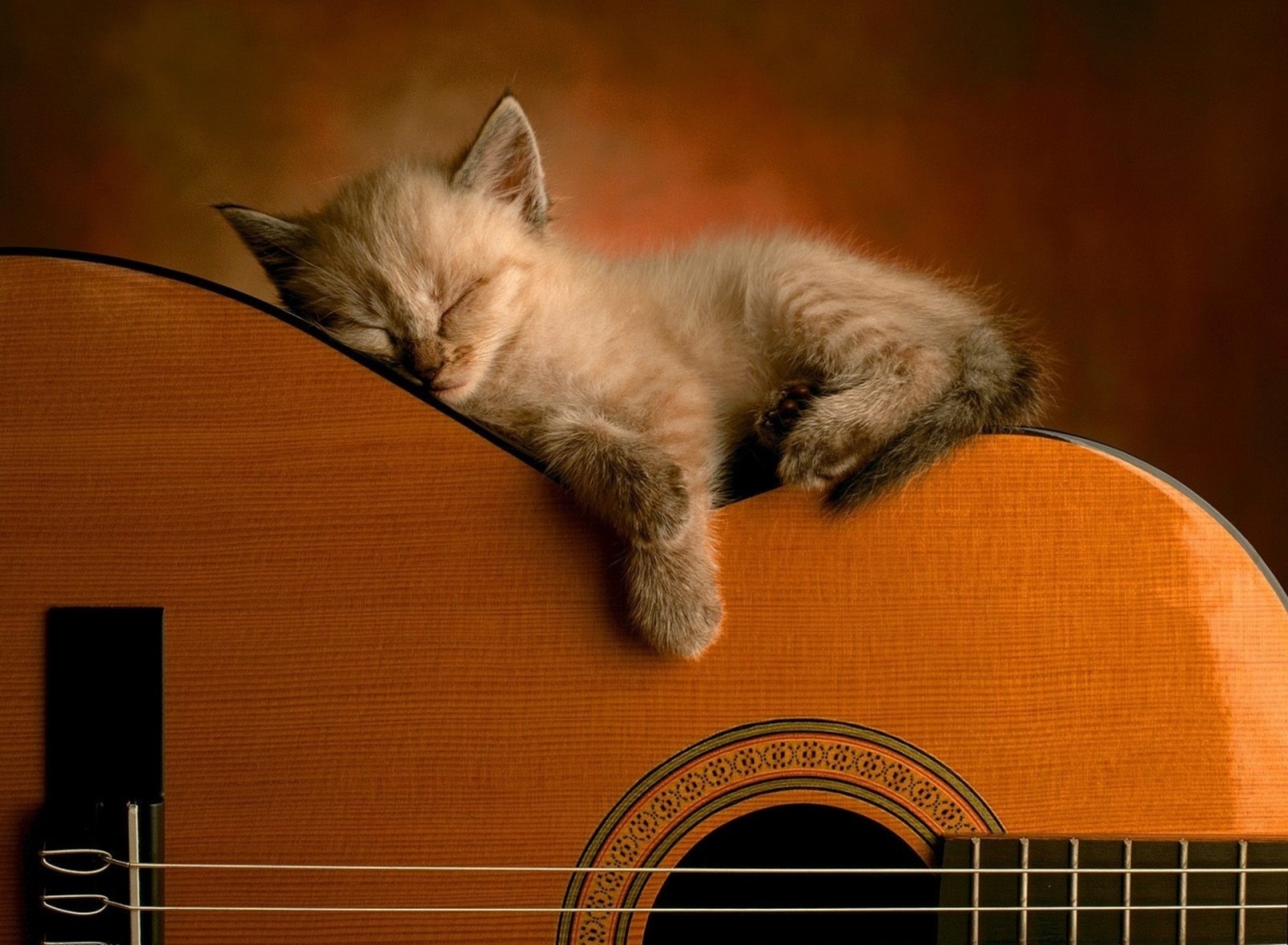 163159壁紙のダウンロード動物, ネコ, 可愛い, ギター, 子猫, 猫-スクリーンセーバーと写真を無料で