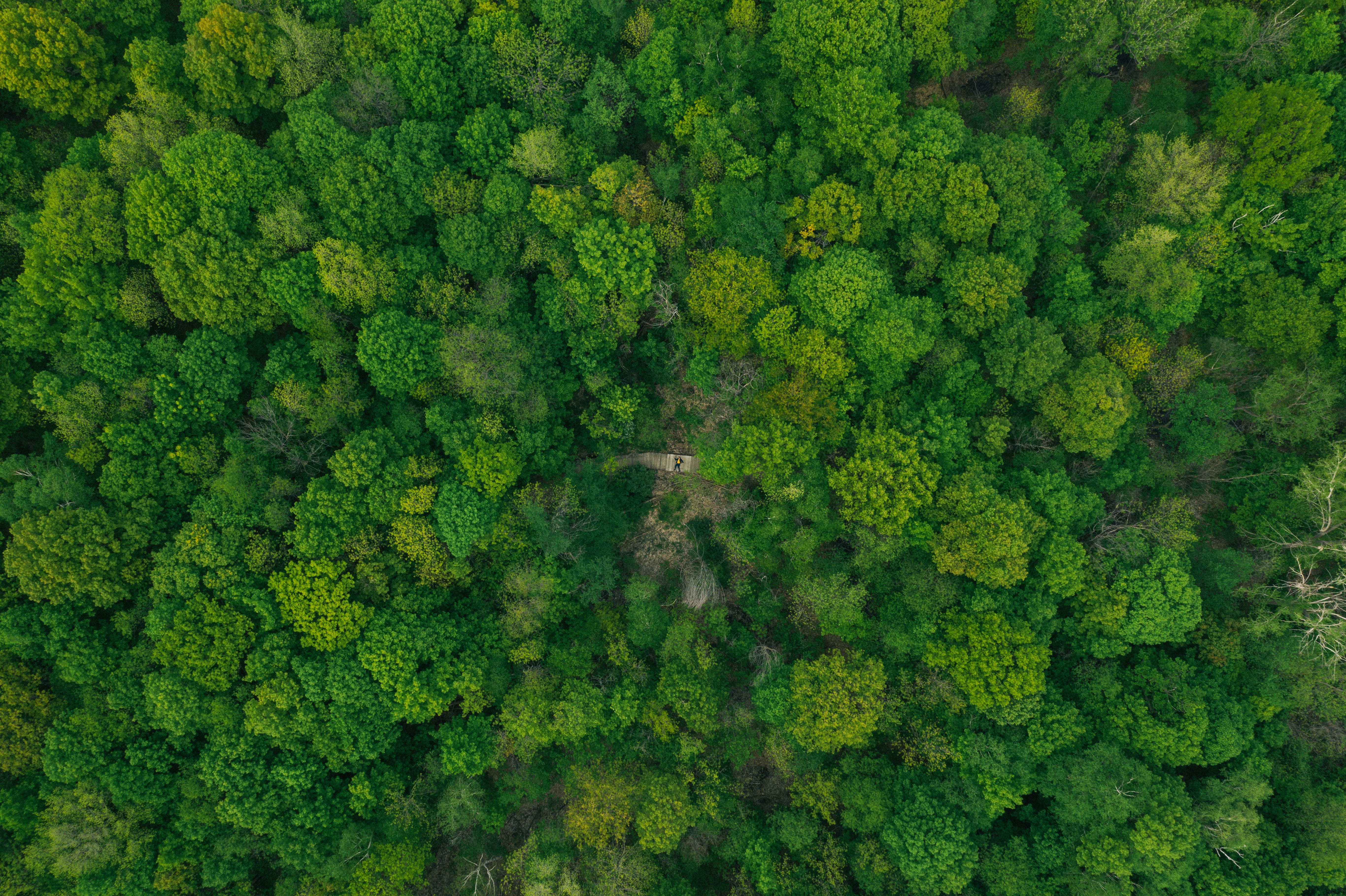イメージを携帯電話にダウンロード 自然 木 上から見る ページのトップへ 森林 森 トップス 無料