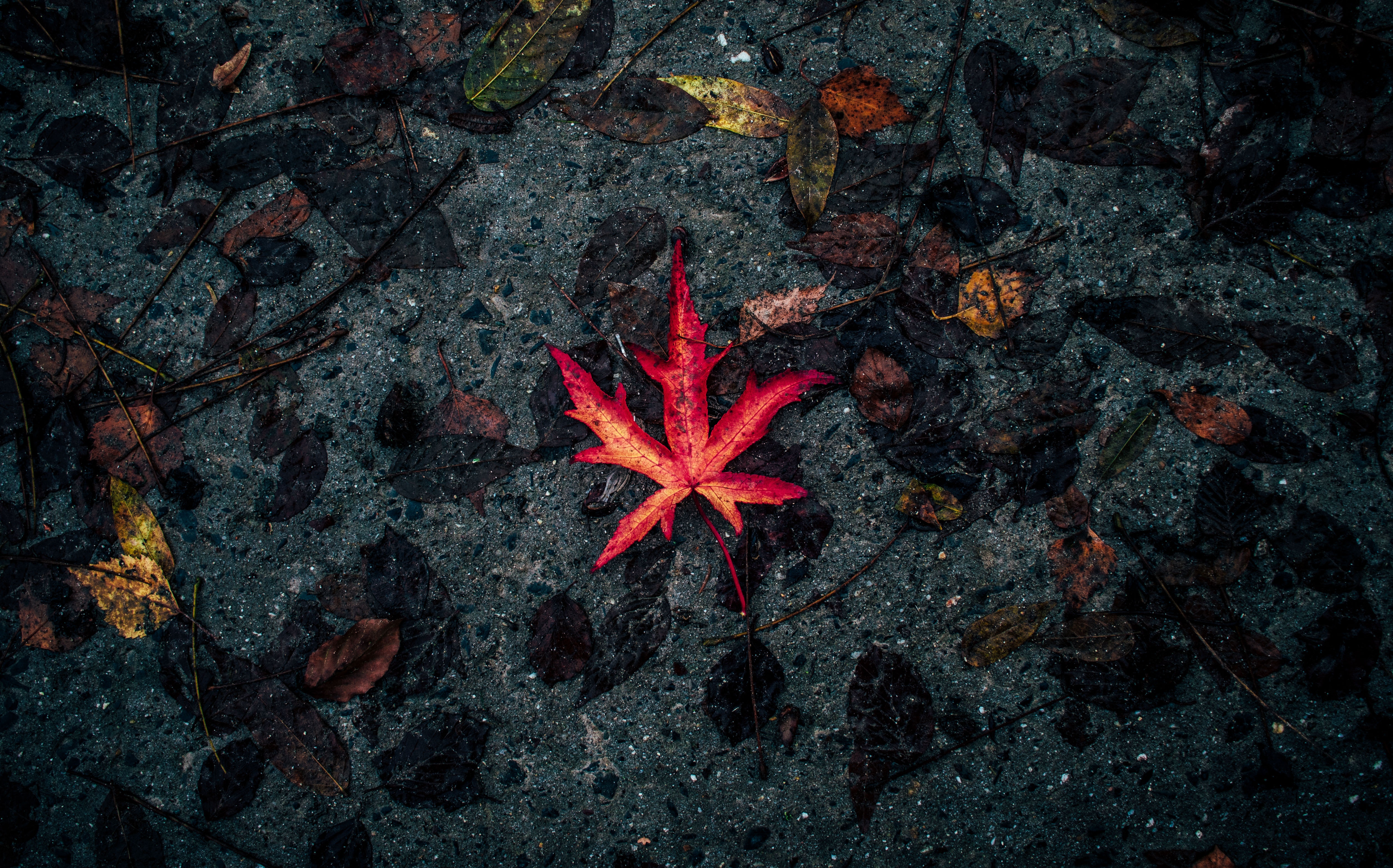 leaf, nature, autumn, sheet, dry, fallen