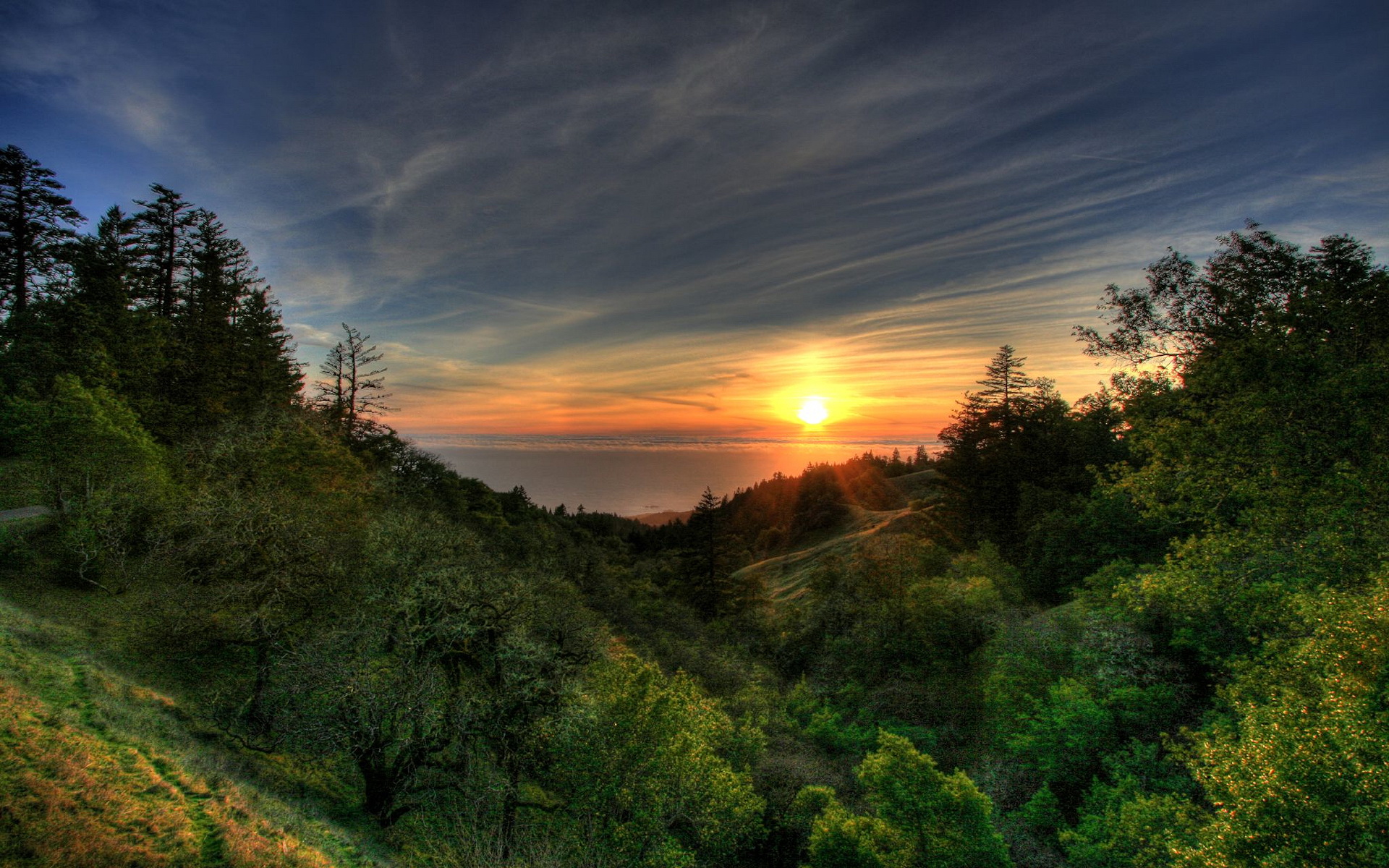 android sunset, shore, forest, landscape, earth