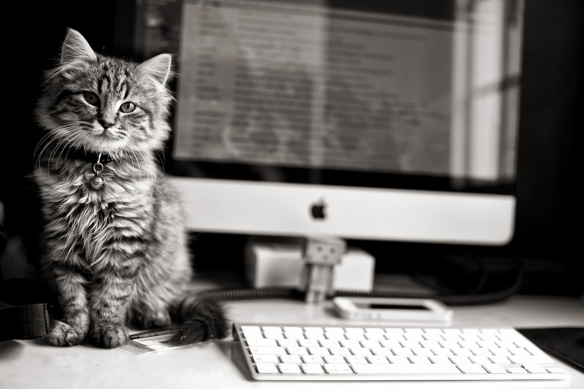 bw, chb, kitten, computer Square Wallpapers