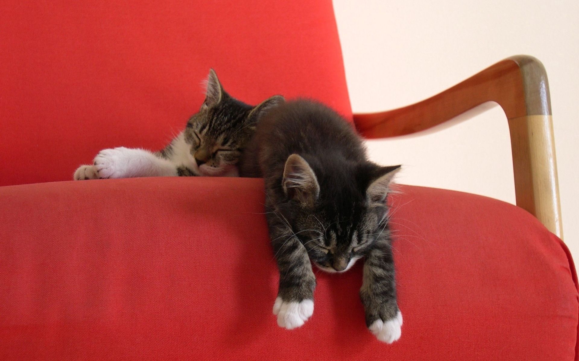 kittens, to lie down, lie, animals Free HD pic
