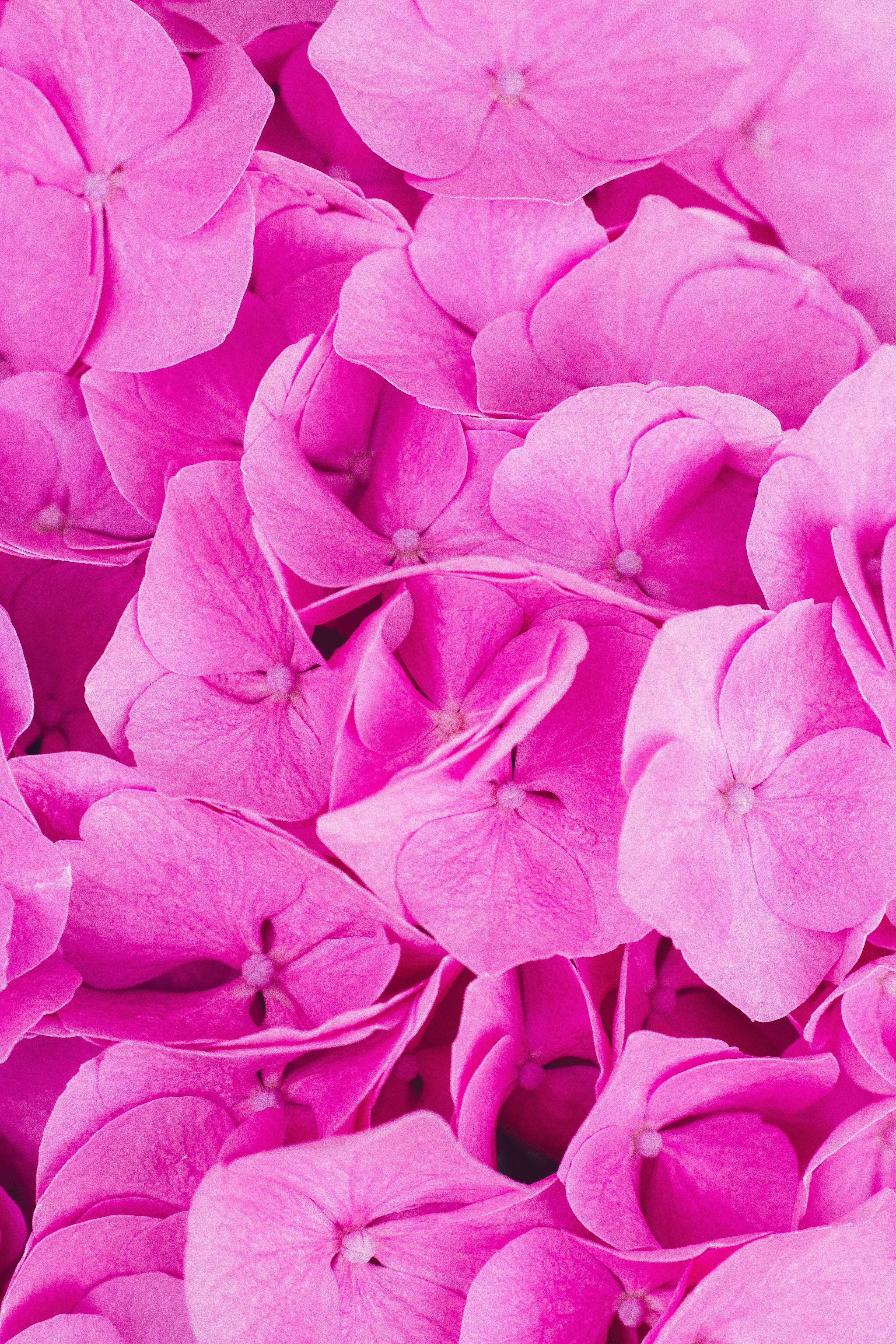 109464 Заставки и Обои Розовый на телефон. Скачать цветы, соцветия, гортензия, лепестки картинки бесплатно