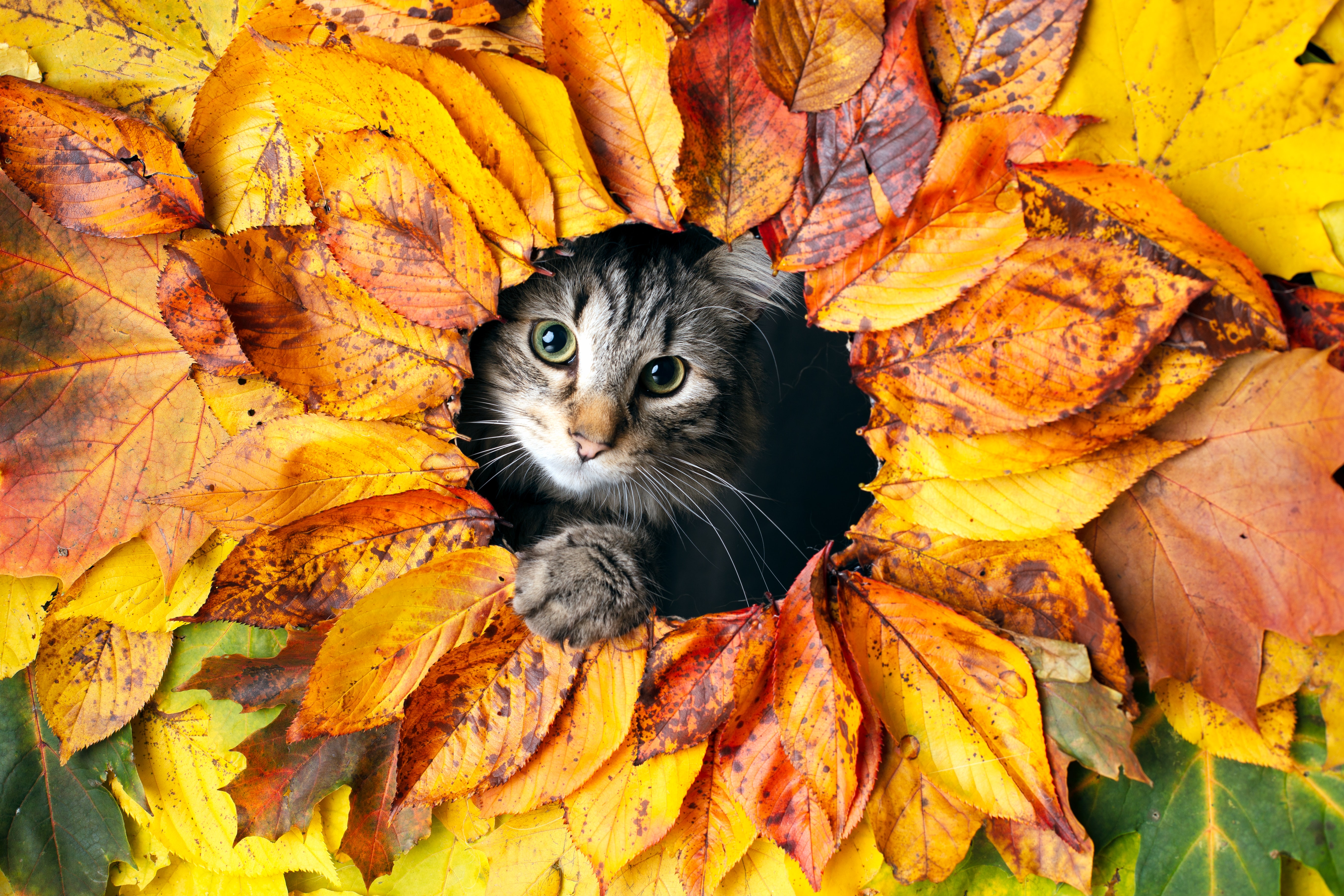 Laden Sie das Herbst, Tiere, Blätter, Katze, Haustier-Bild kostenlos auf Ihren PC-Desktop herunter