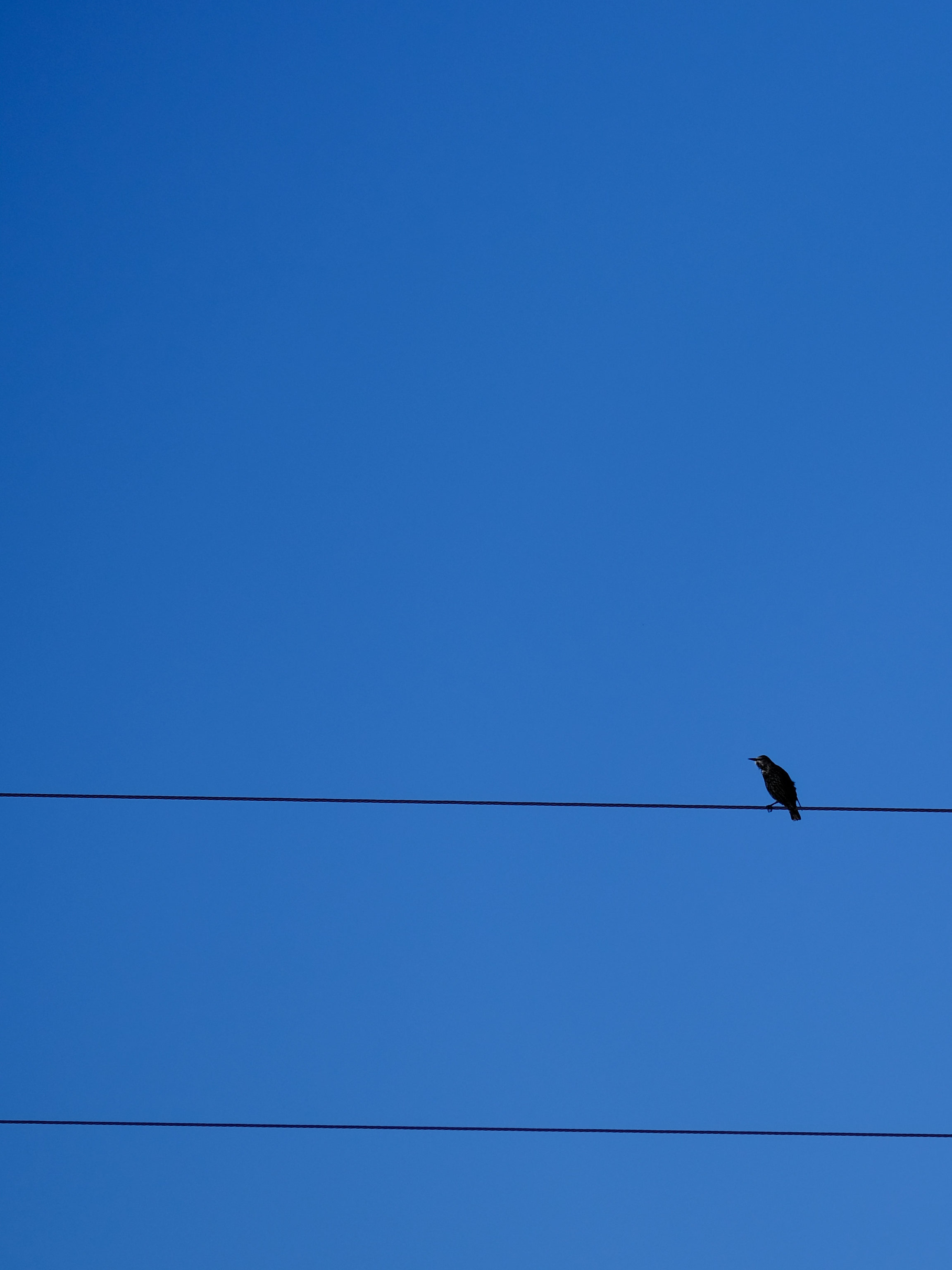 4K, FHD, UHD bird, wire, sky, minimalism