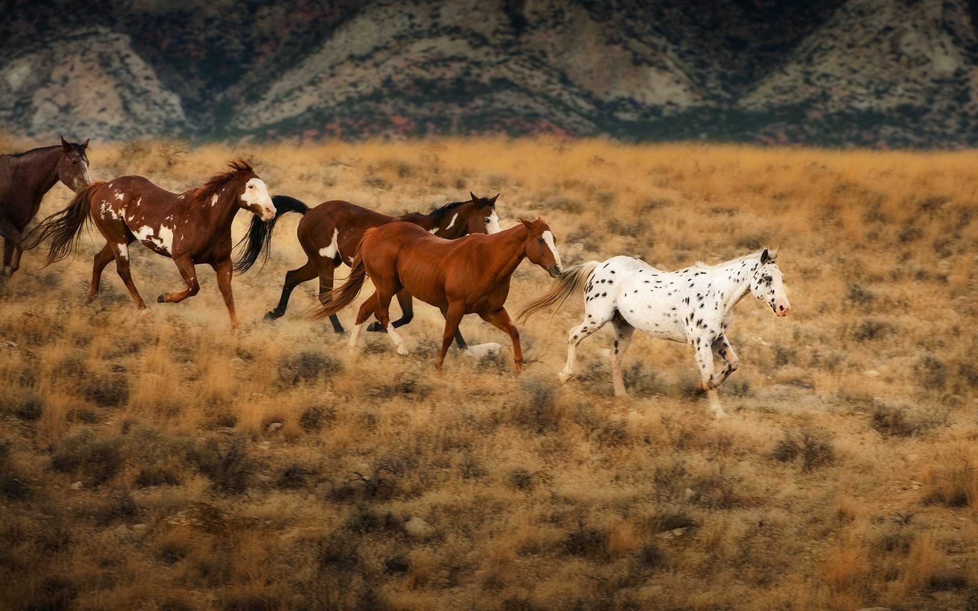 40092 Bild herunterladen pferde, tiere, orange - Hintergrundbilder und Bildschirmschoner kostenlos