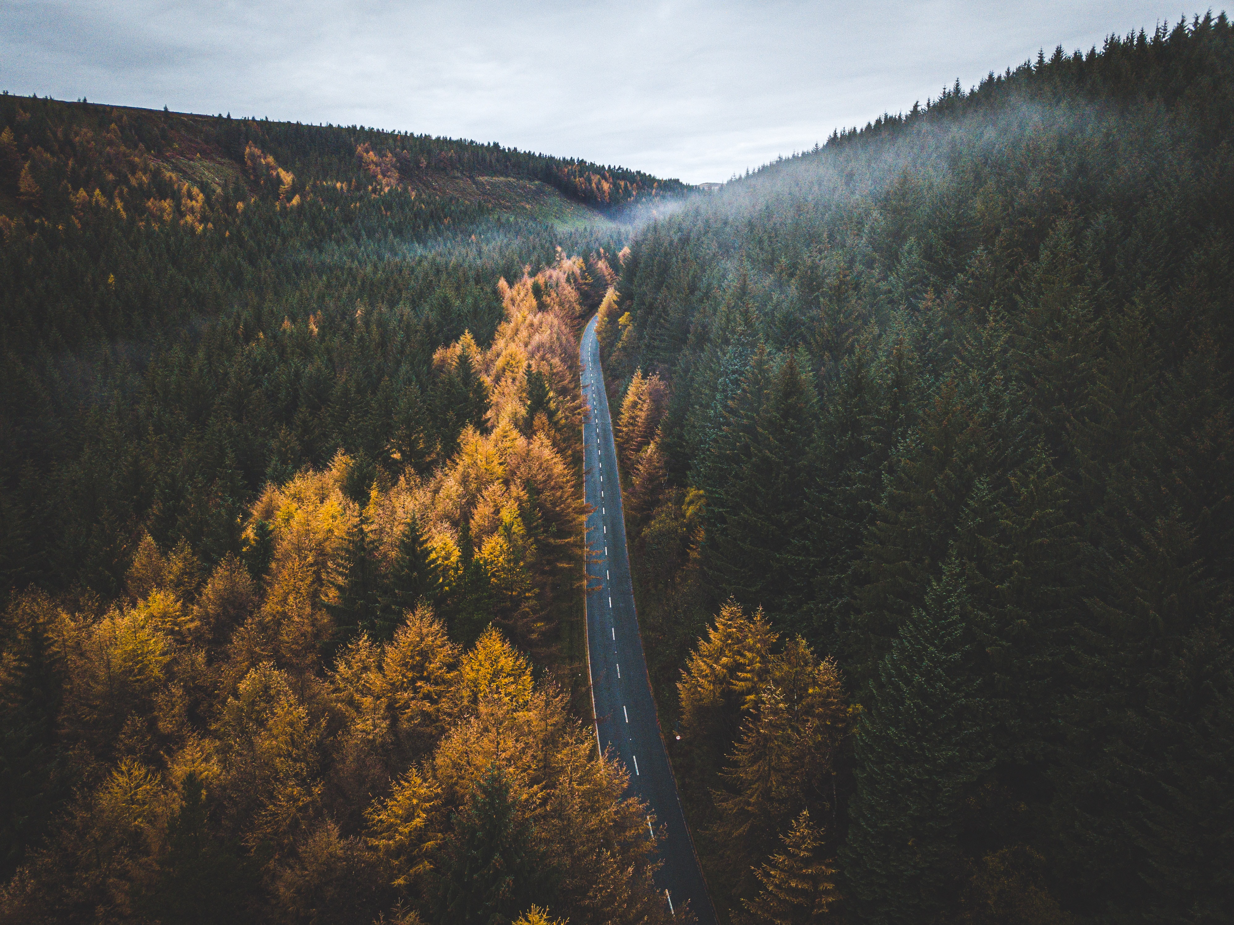 154286 download wallpaper forest, nature, trees, autumn, road, markup screensavers and pictures for free