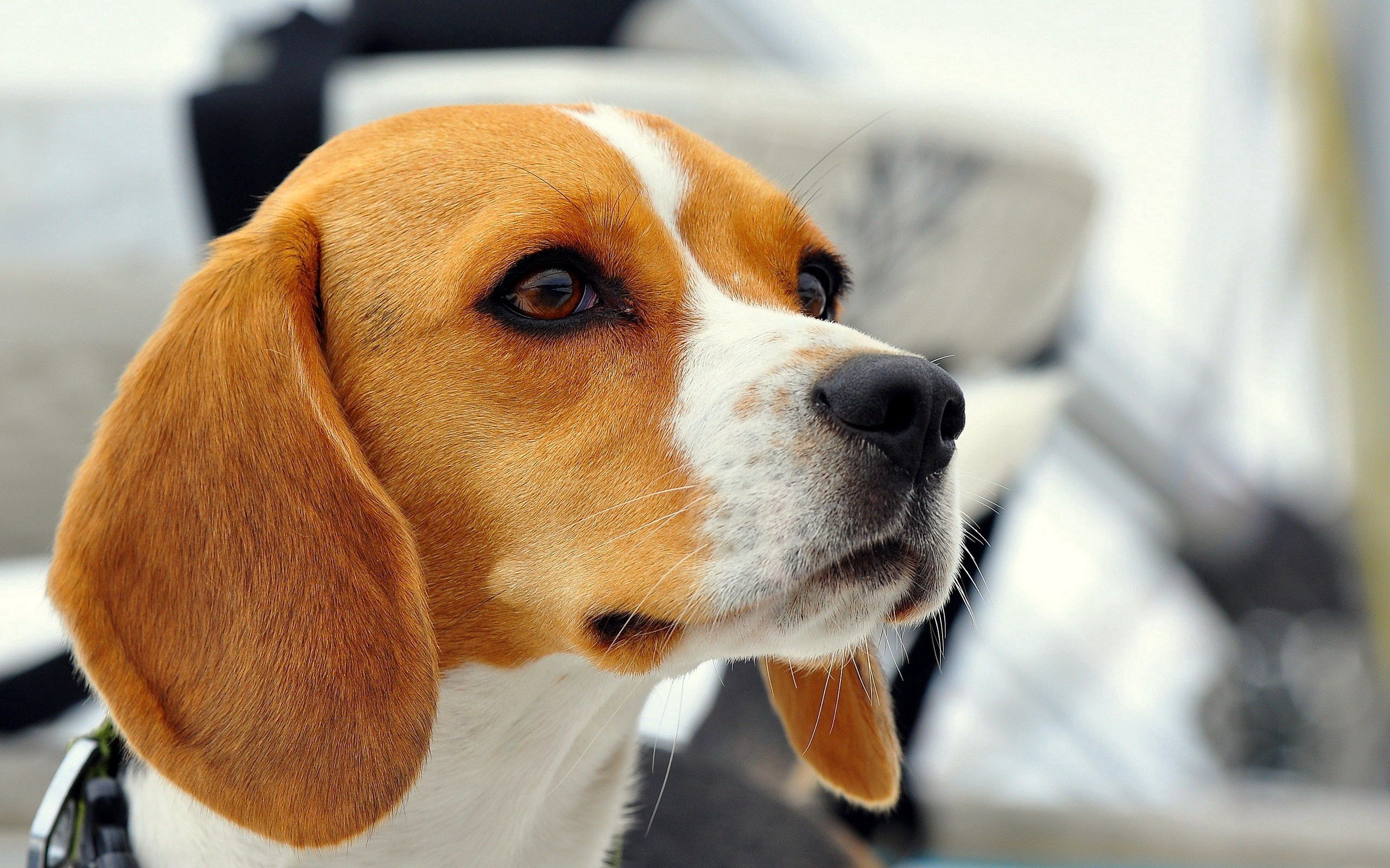 112338 Screensavers and Wallpapers Ears for phone. Download muzzle, animals, dog, puppy, ears, beagle pictures for free