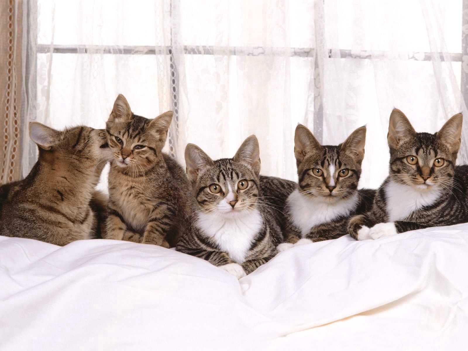 kittens, animals, sit, cat, lot