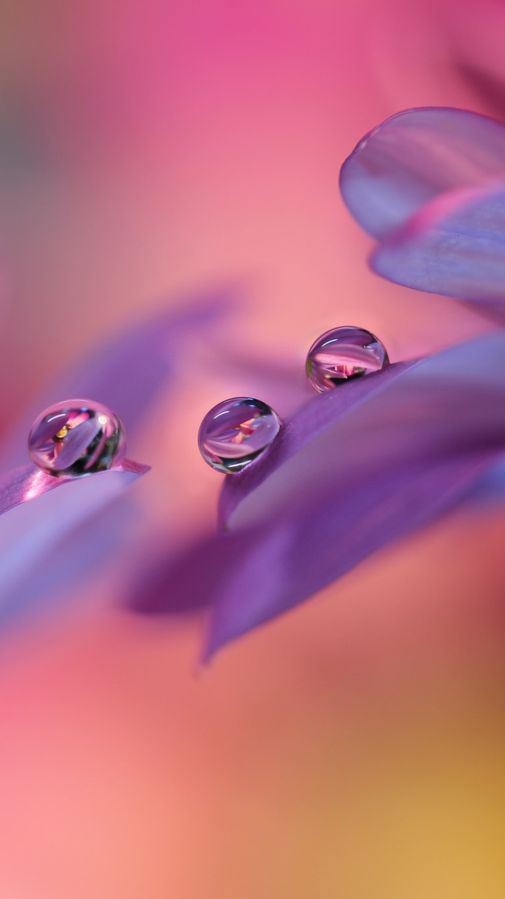 earth, water drop, nature, reflection, flower, macro, blur Full HD